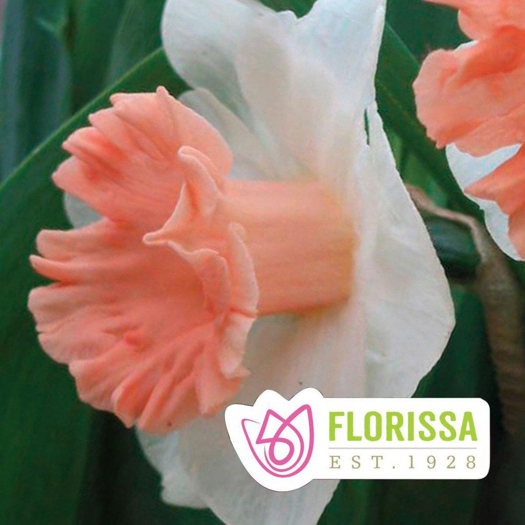 Narcissi-Pink Parasol
