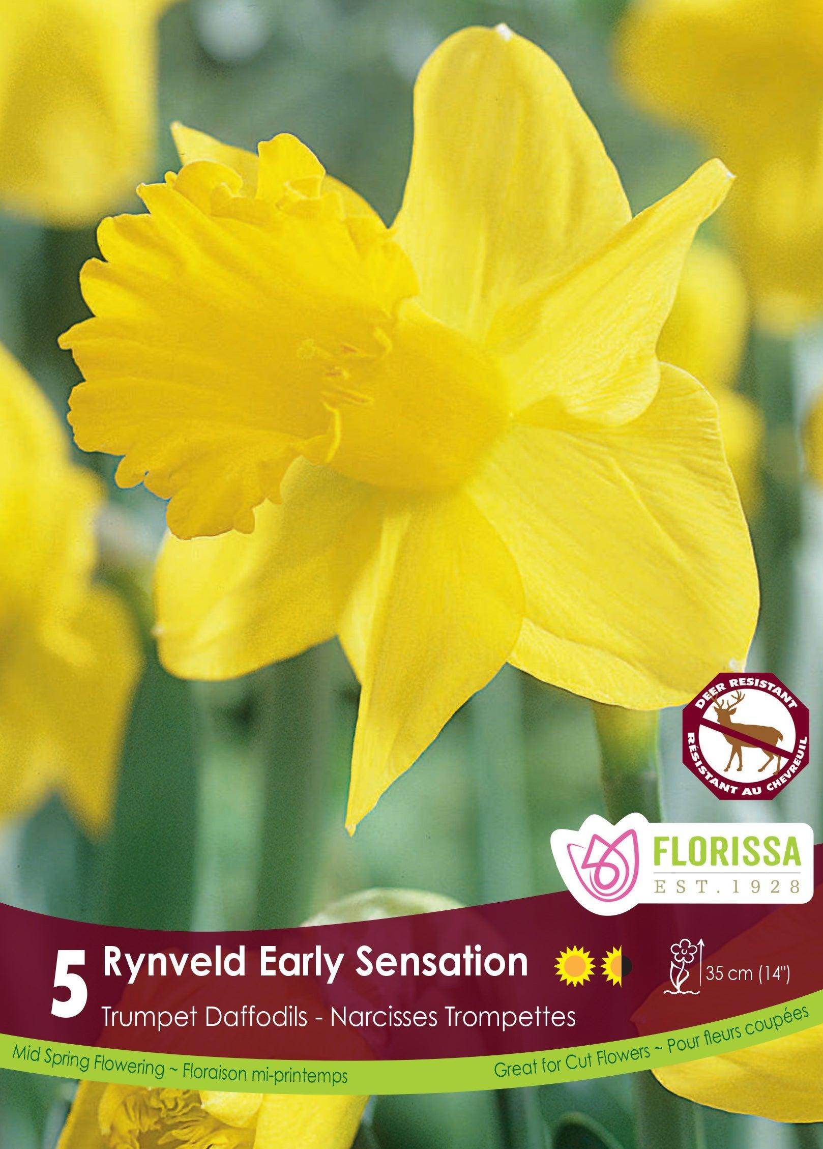 Narcissi Rynveld Early Sensati 5/Pkg