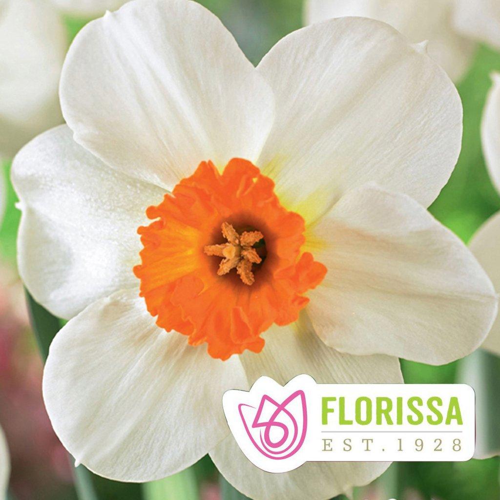 Narcissi-Barret Browning