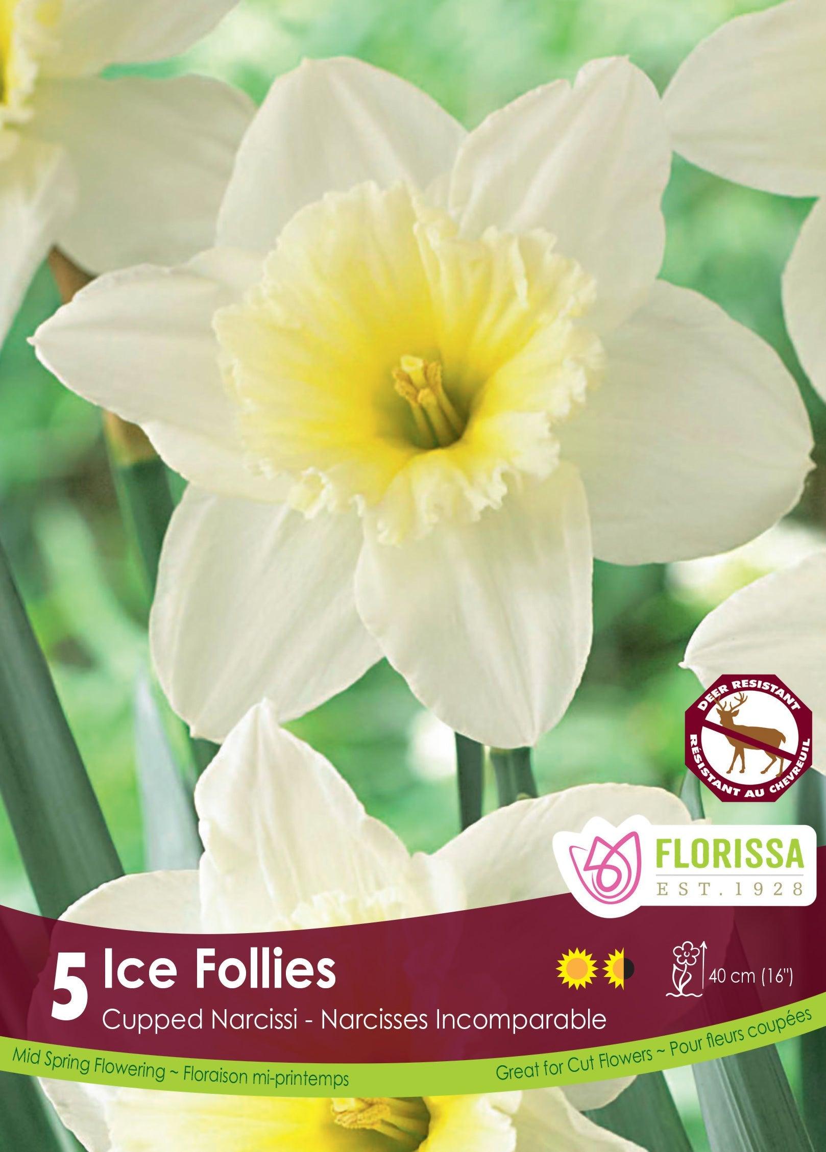 Narcissi Ice Follies 5/Pkg