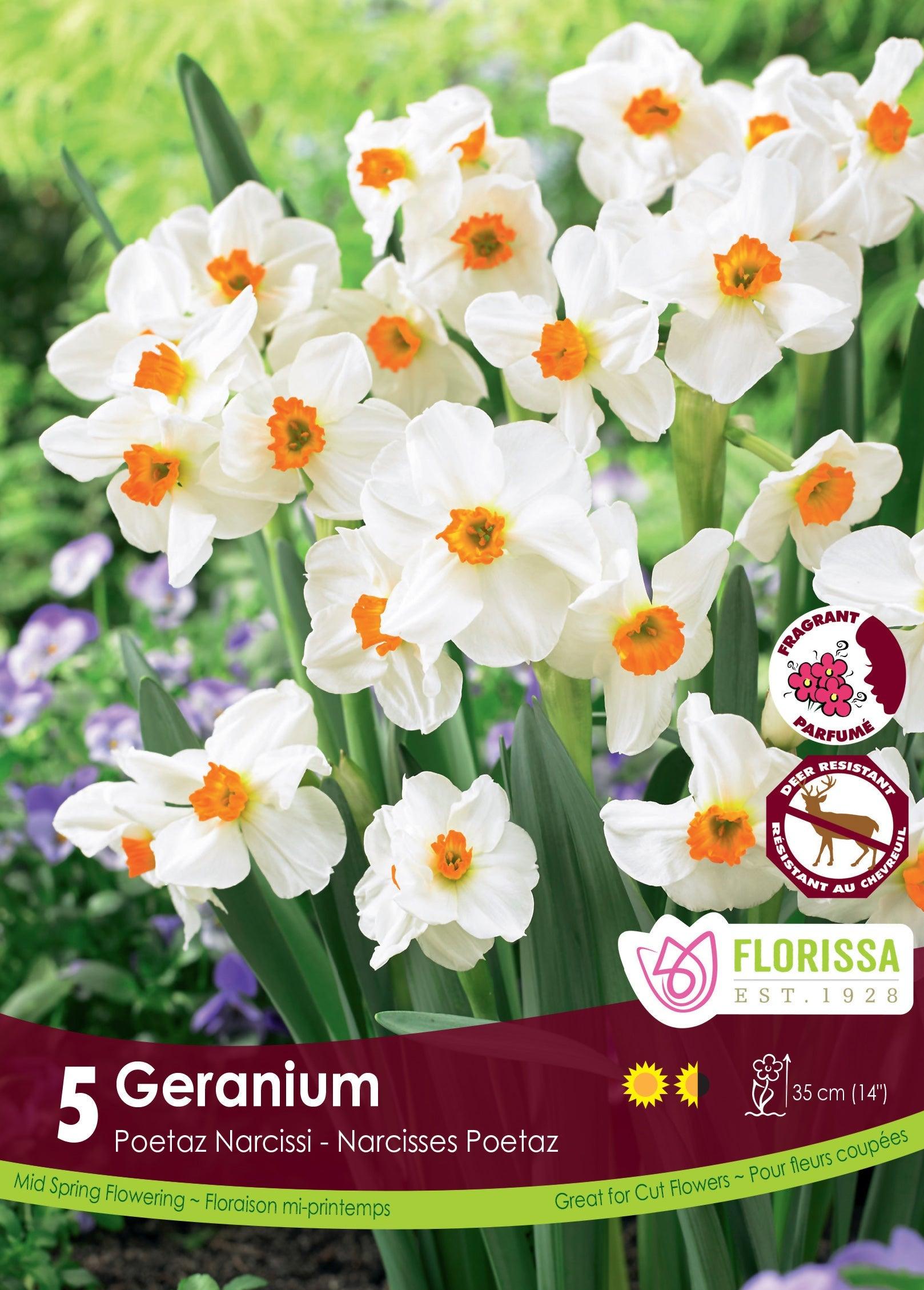 Narcissi Geranium 5/Pkg