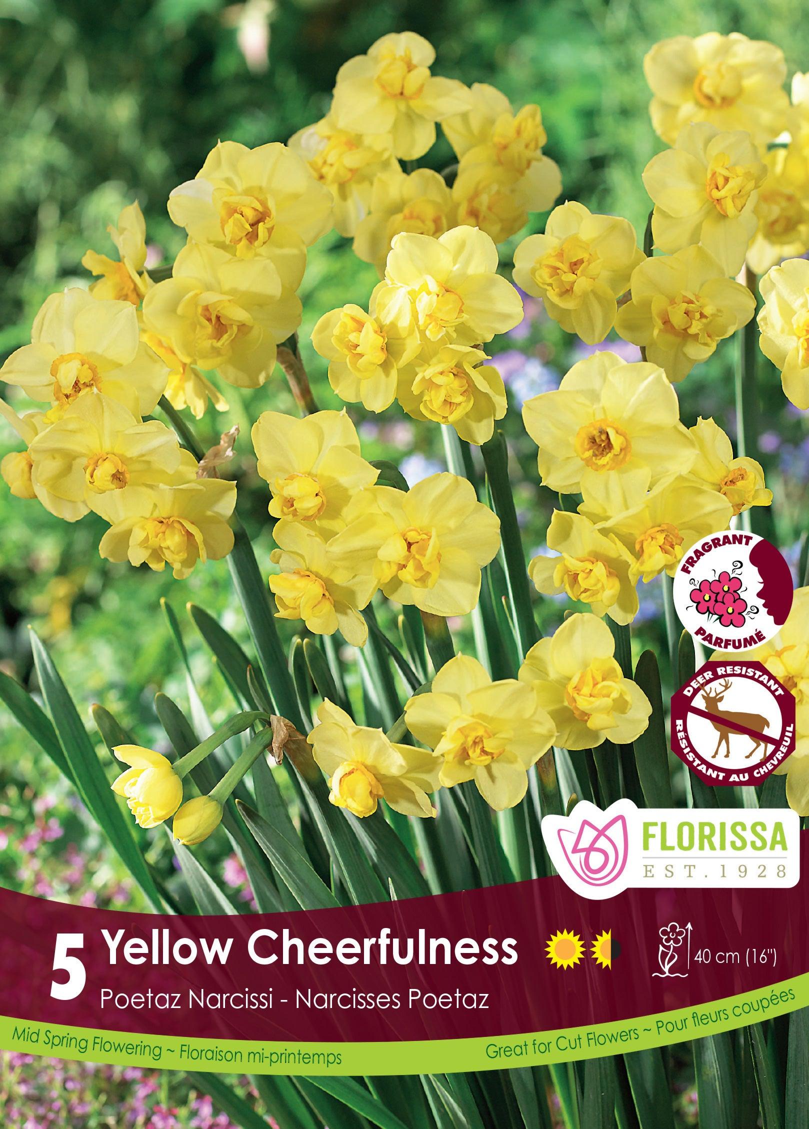 Narcissi-Yellow Cheerfulness