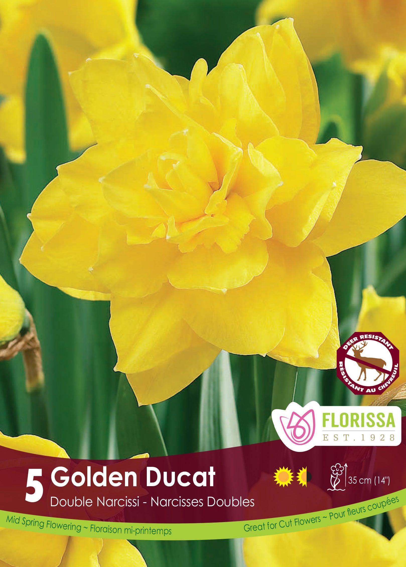 Narcissi-Golden Ducat