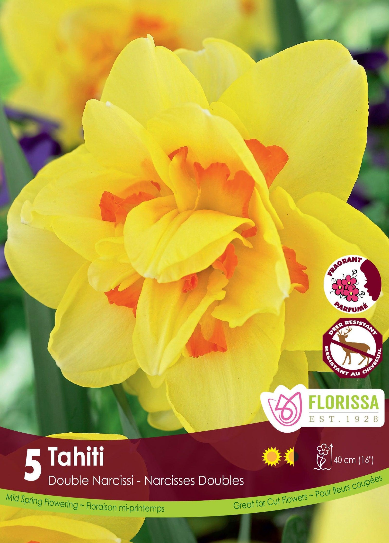 Narcissi-Tahiti