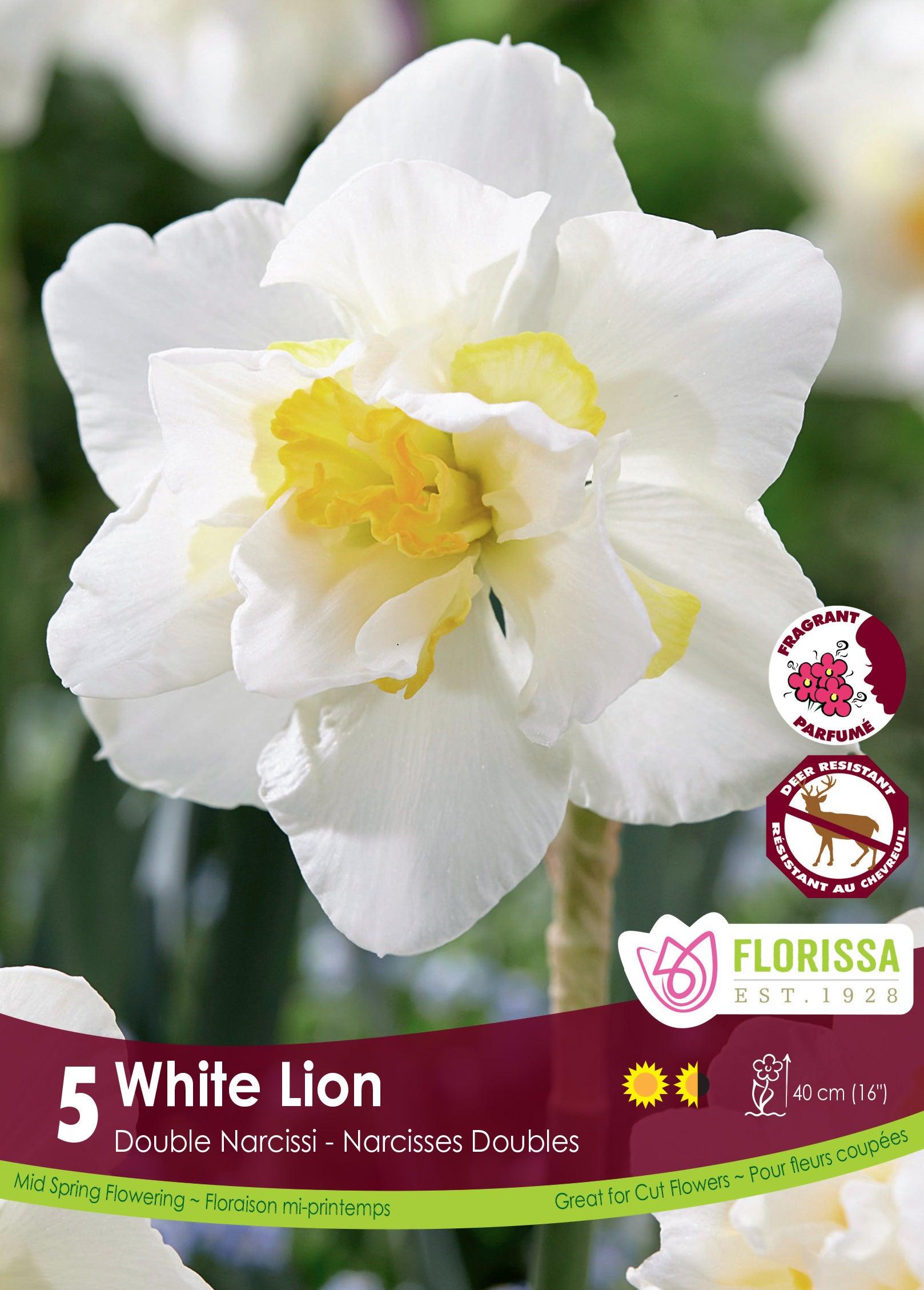 Narcissi-White Lion