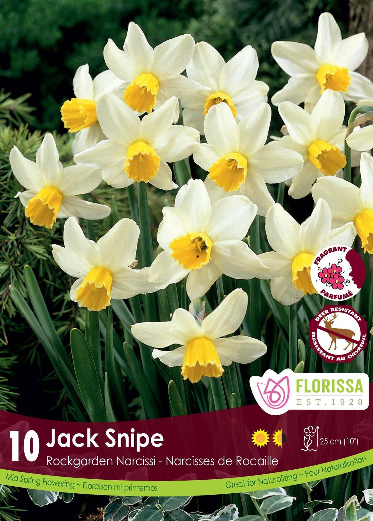Narcissi Jack Snipe 10/Pkg