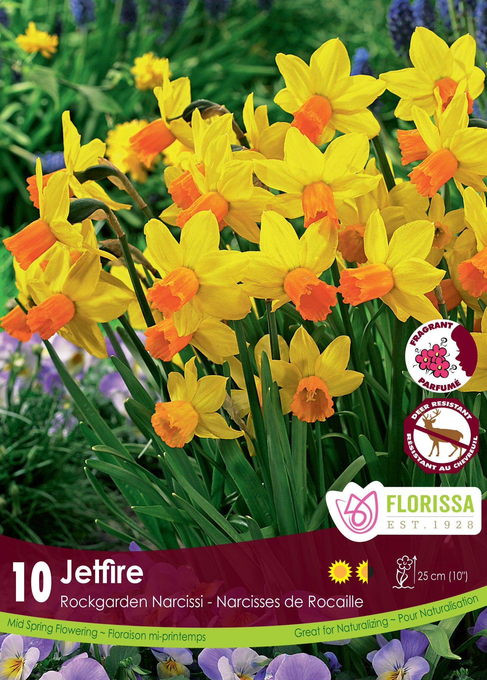 Narcissi Jetfire 10/Pkg