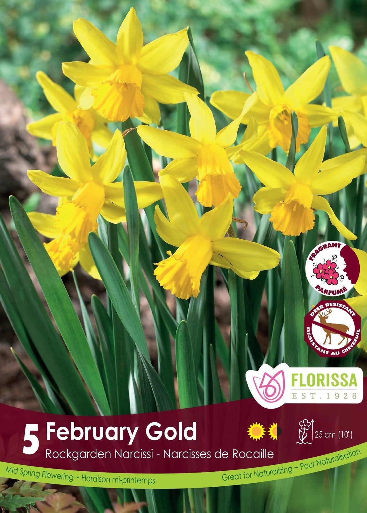 Narcissi February Gold 5/Pkg