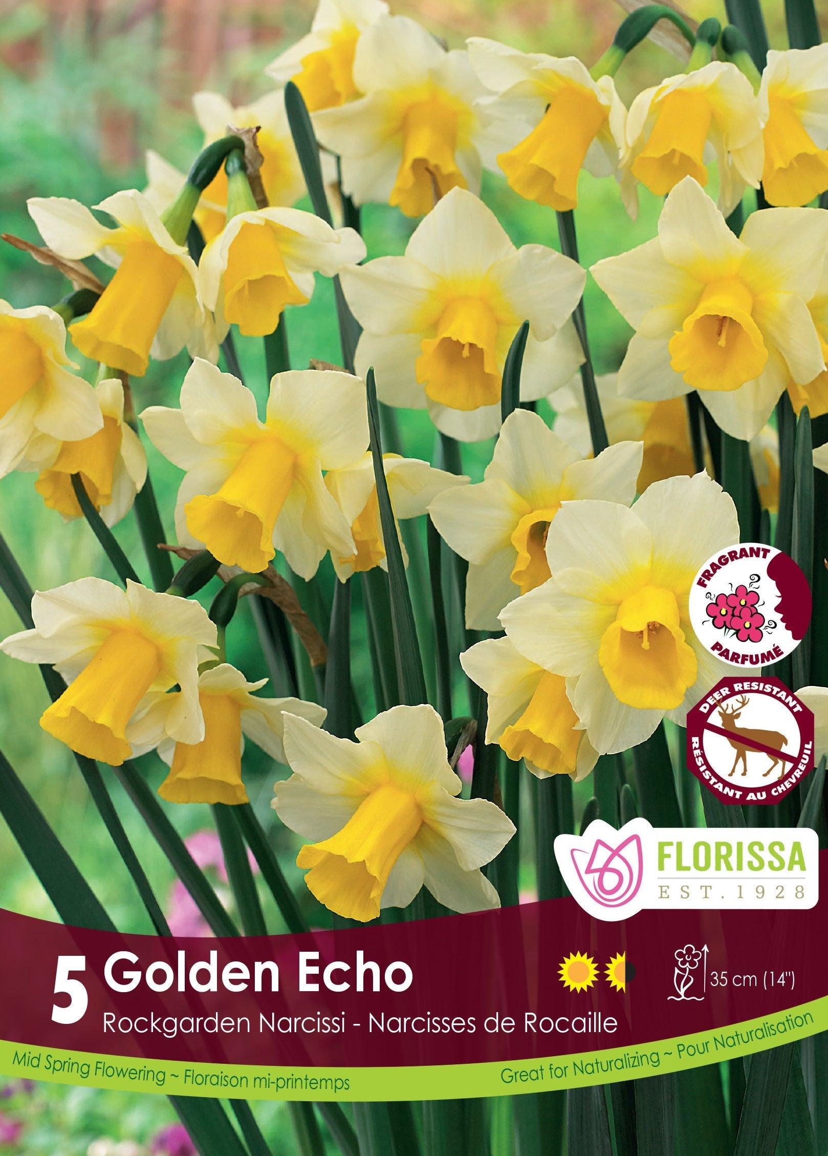 Narcissi Golden Echo 5/Pkg