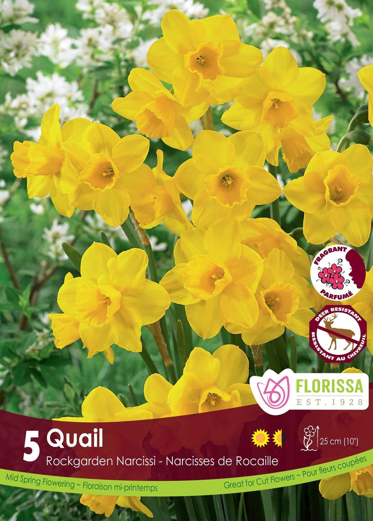 Narcissi Quail 5/Pkg