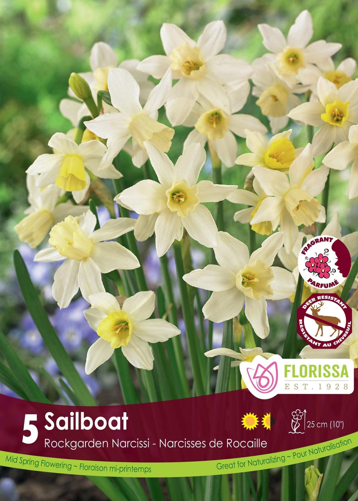 Narcissi Sailboat 5/Pkg