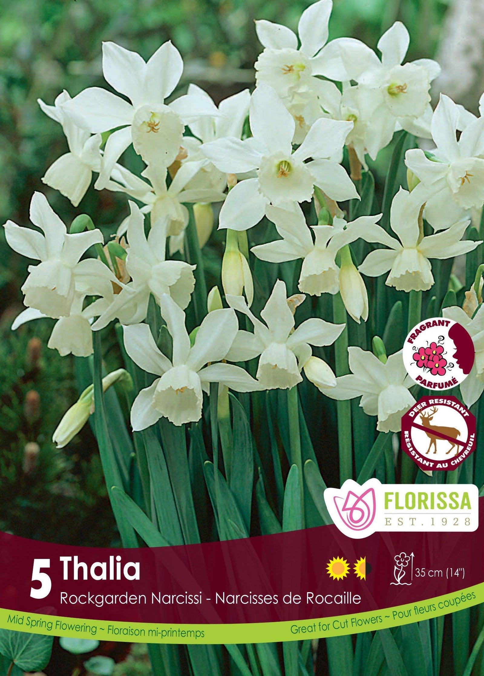 Narcissi Thalia 5/Pkg