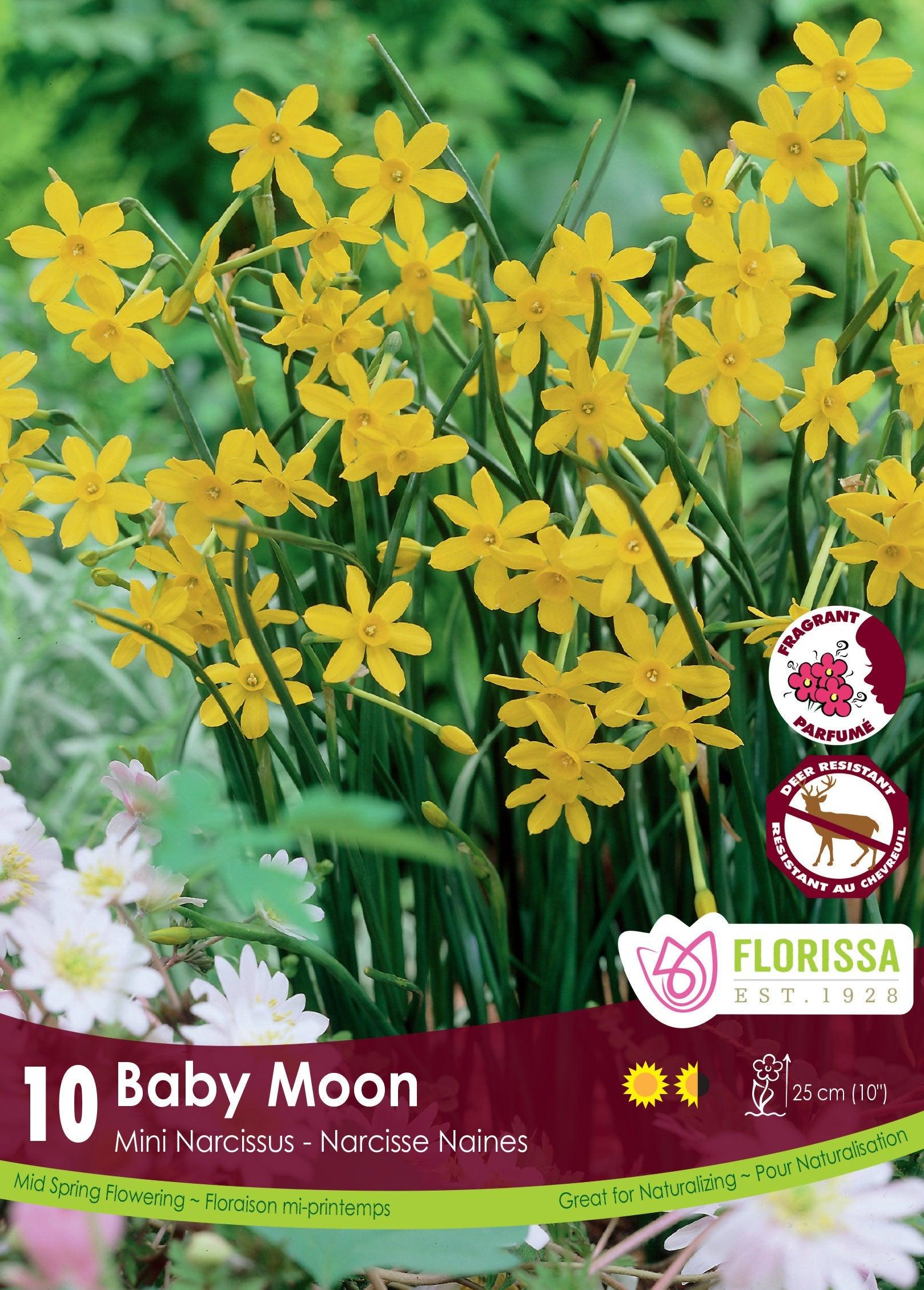Narcissi Baby Moon 10/Pkg