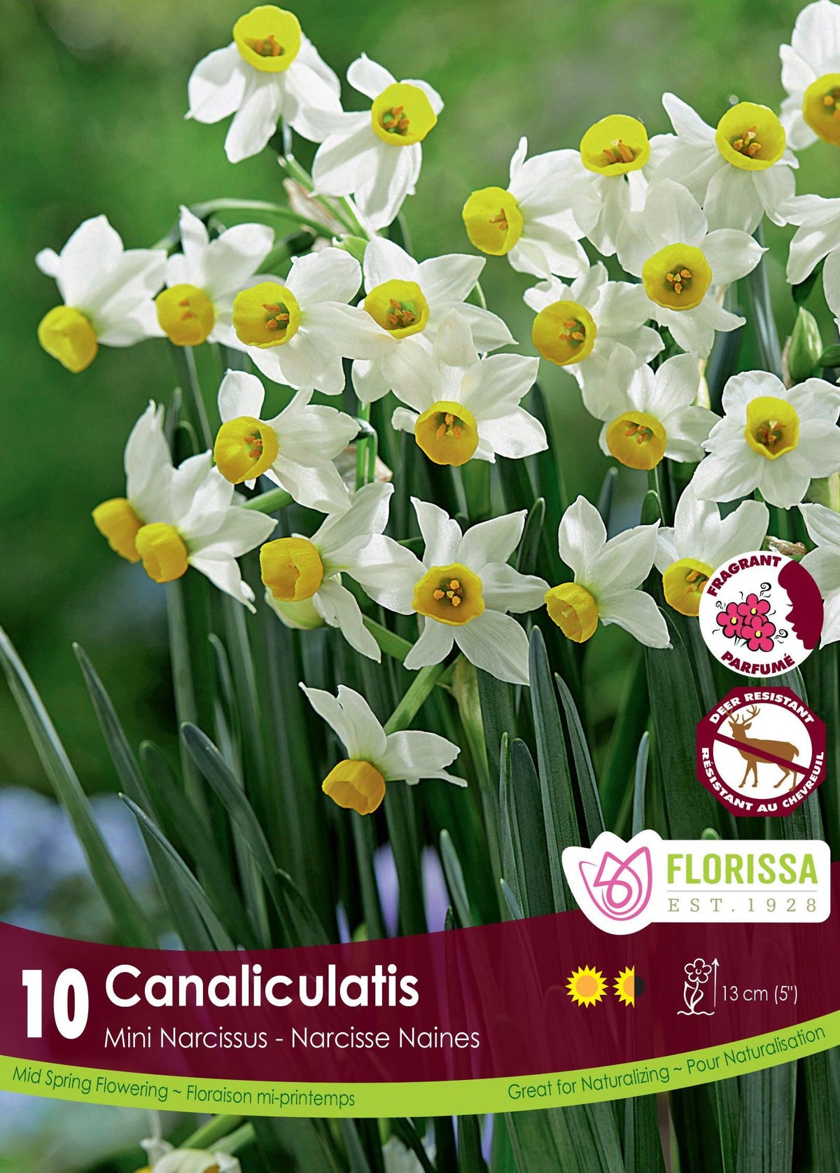 Narcissi-Canaliculatis