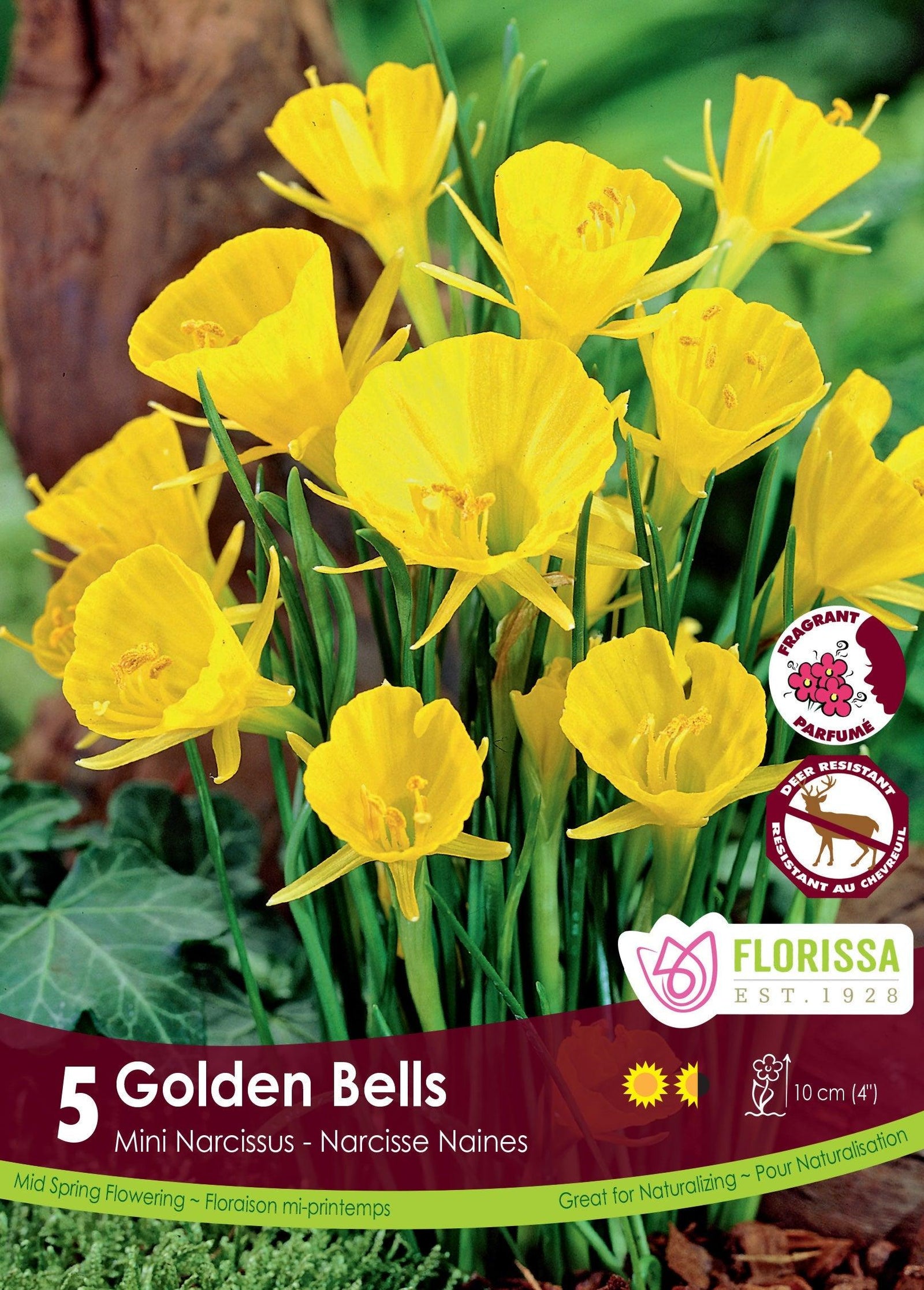 Narcissi Golden Bells 5/Pkg