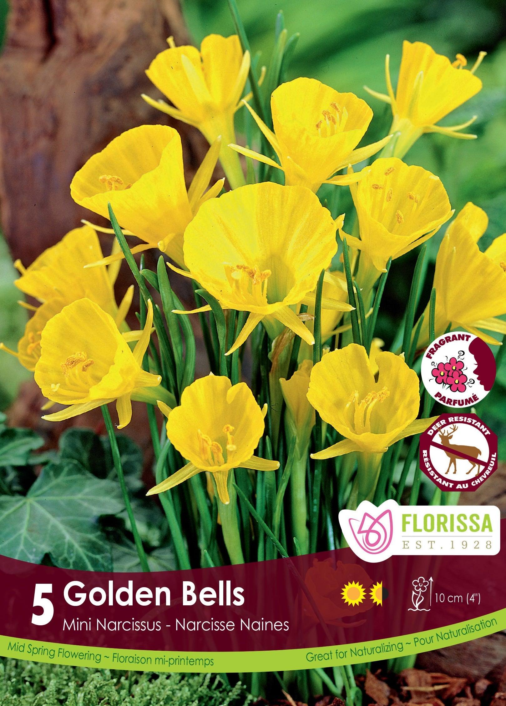 Narcissi Golden Bells 5/Pkg