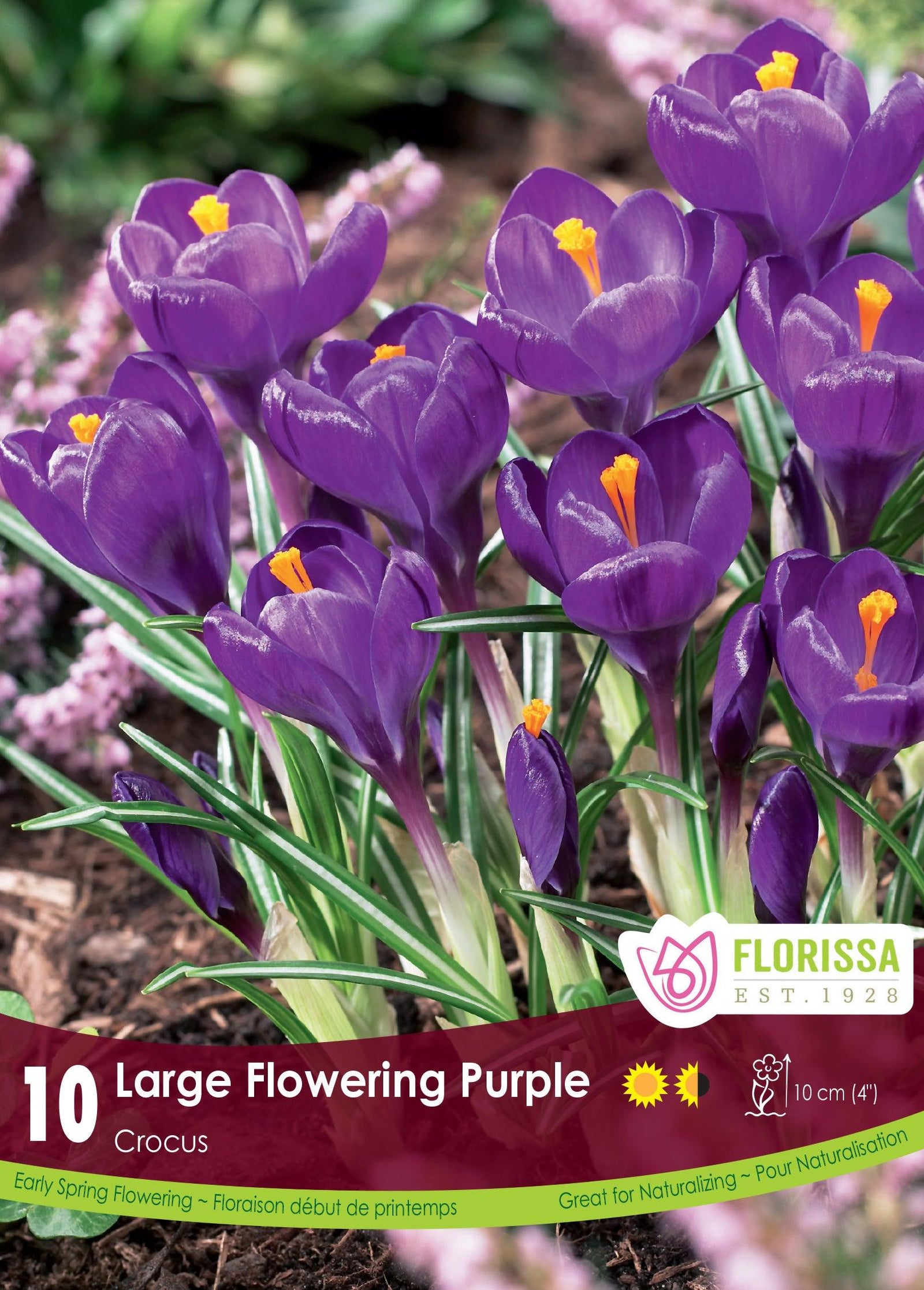 Crocus-Purple