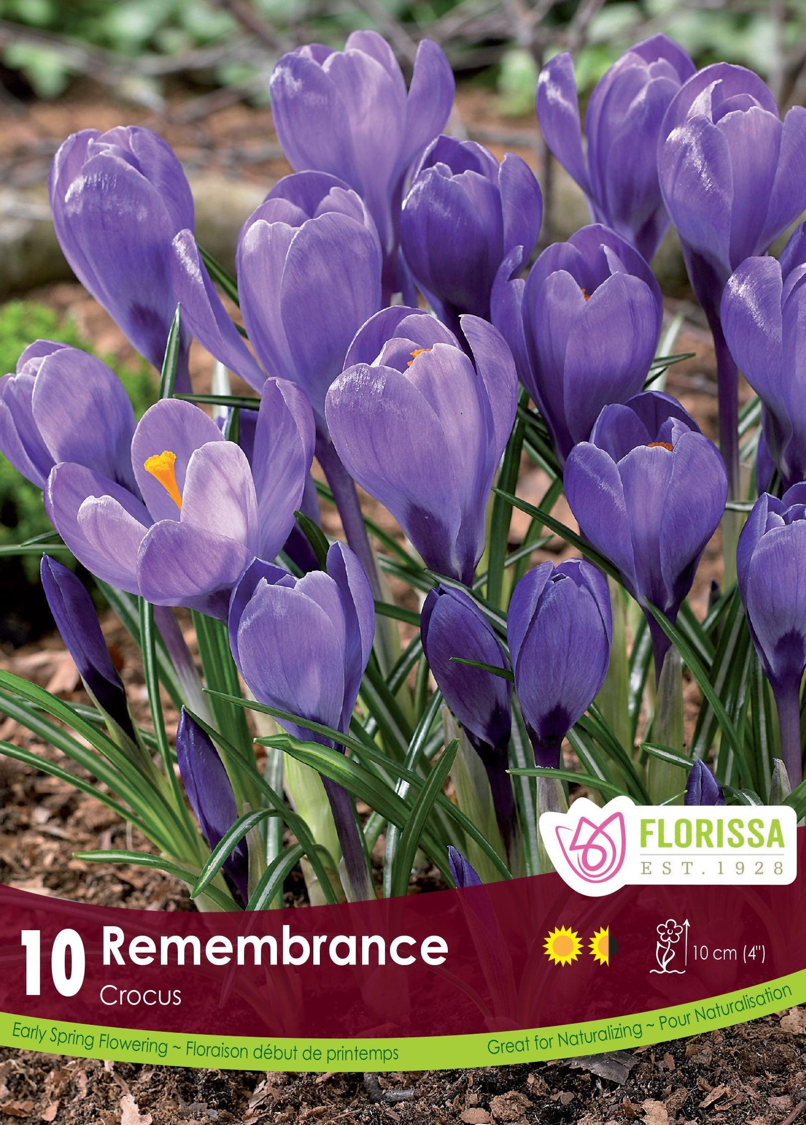 Crocus-Remembrance
