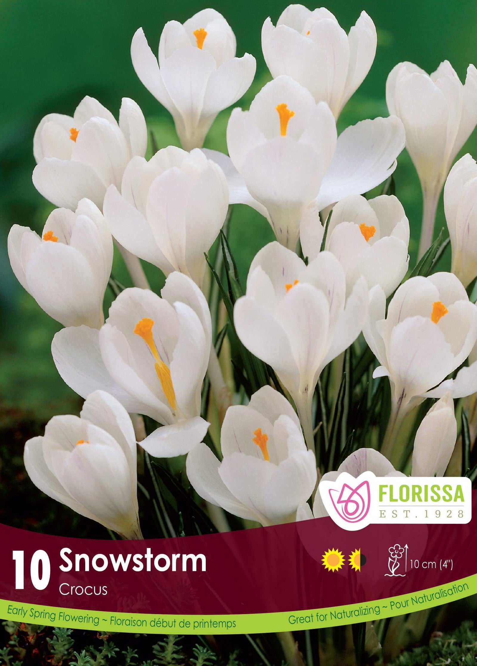 Crocus-Snowstorm