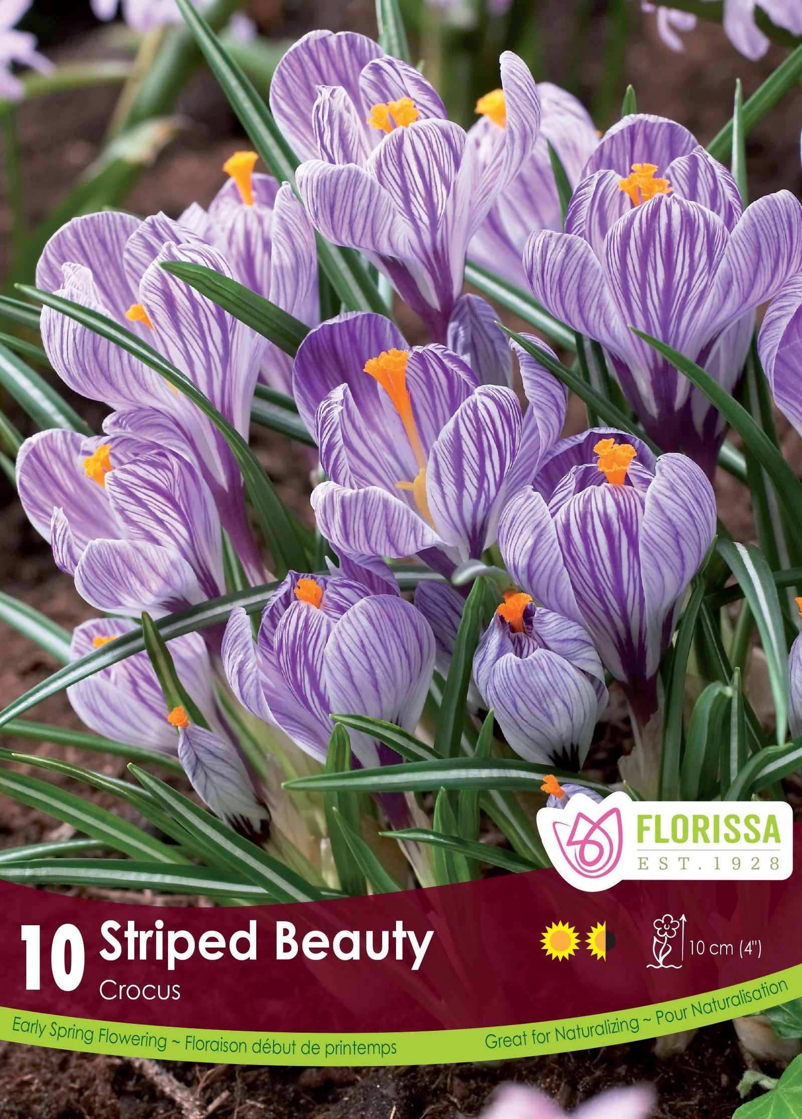 Crocus-Striped Beauty