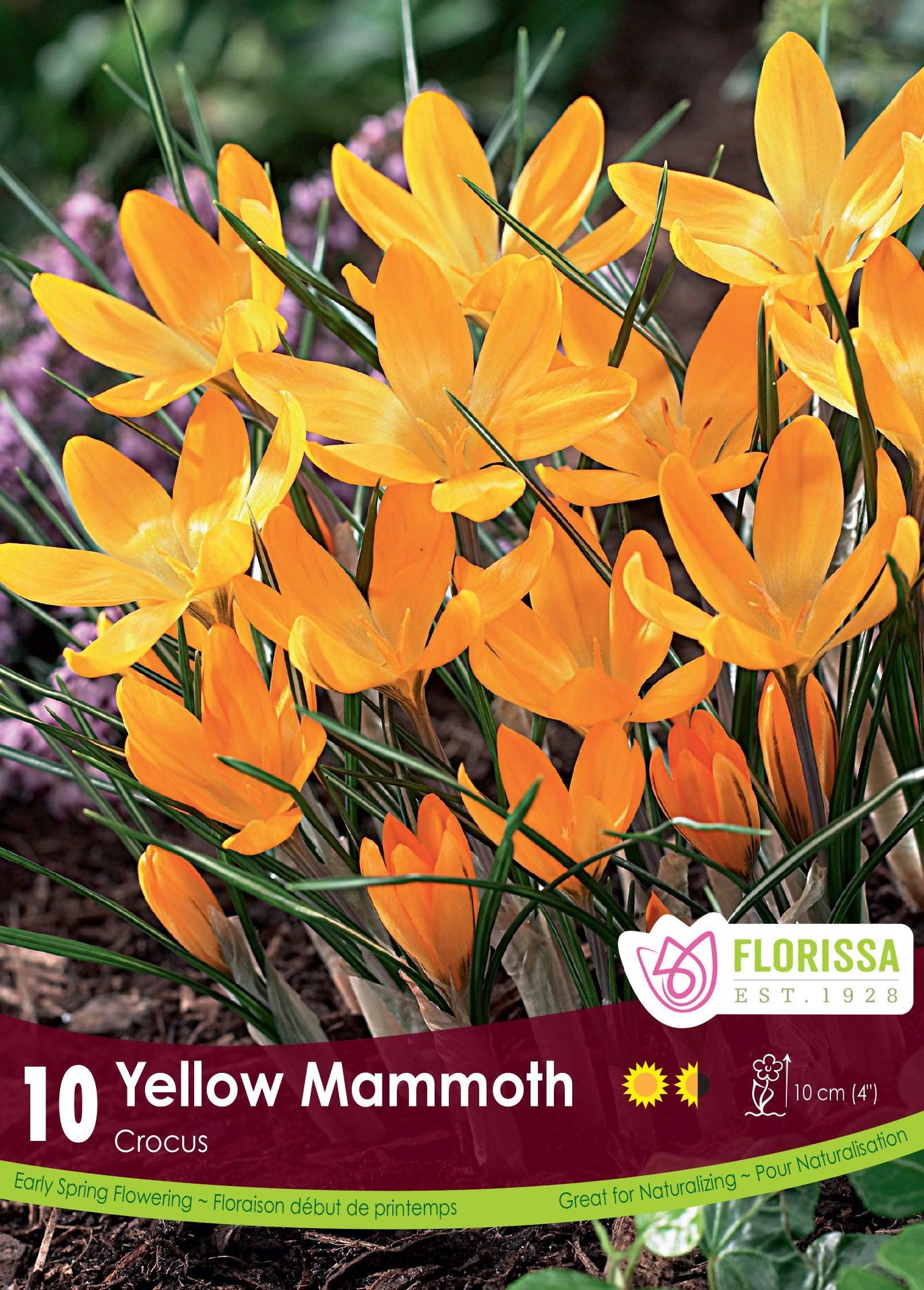 Crocus-Yellow Mammoth