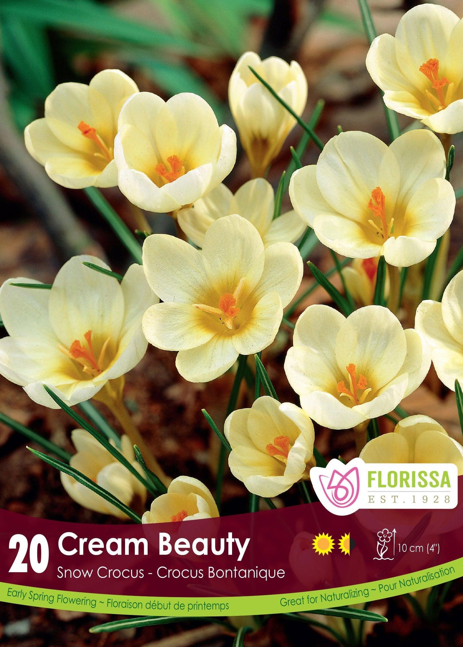 Crocus Cream Beauty 20/Pkg