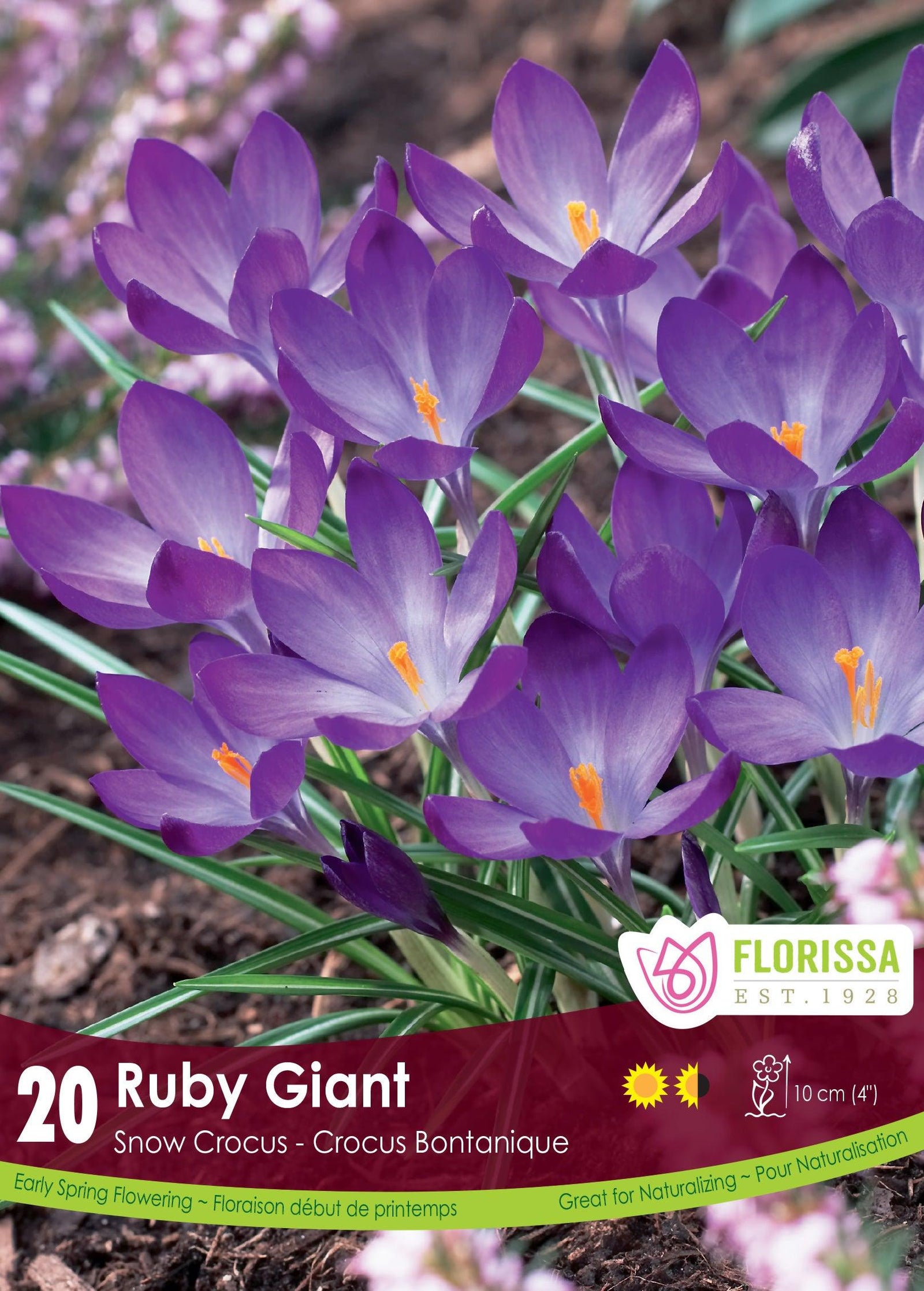 Crocus-Ruby Giant