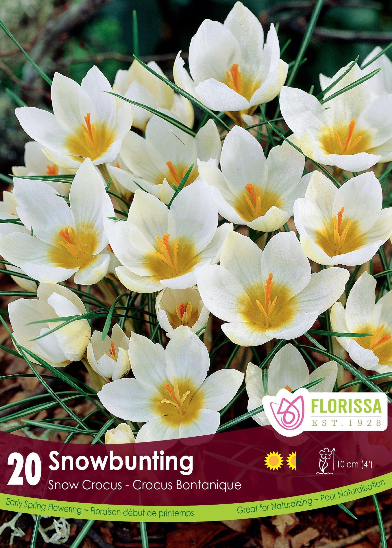 Crocus Snowbunting 20/Pkg