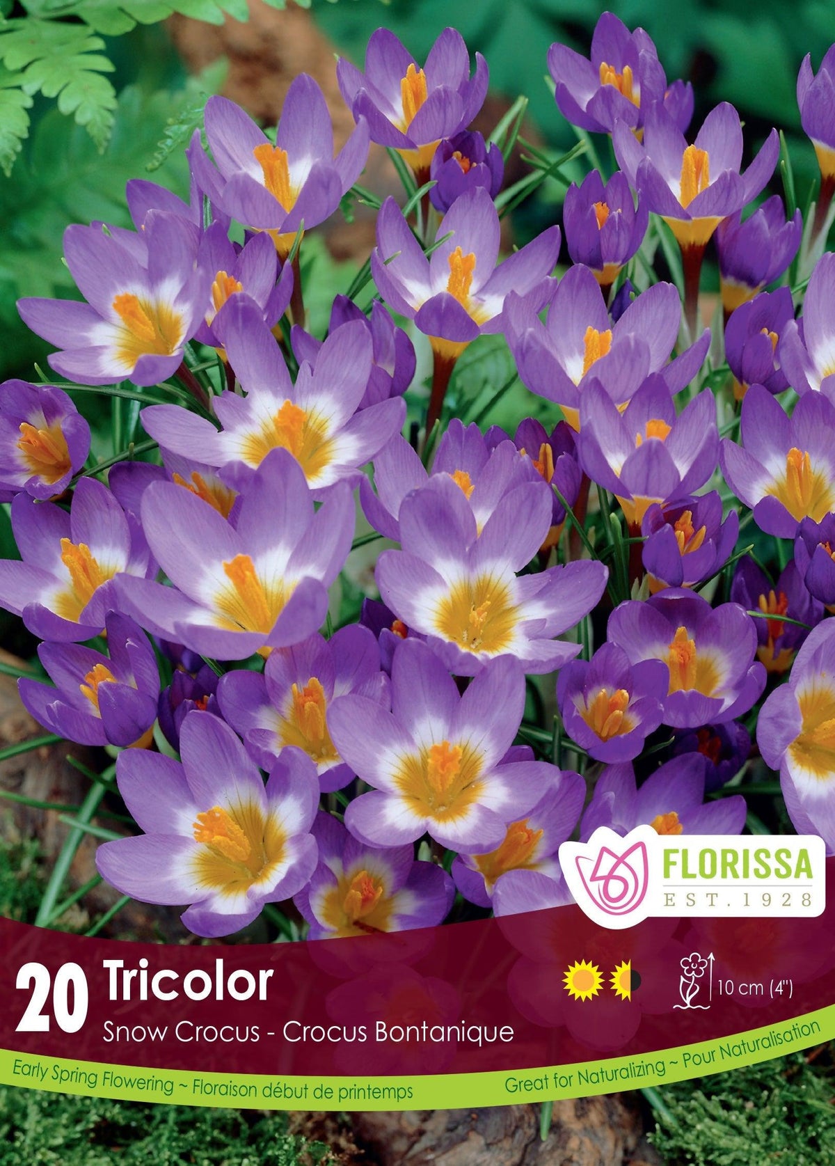 Crocus Tricolor 20/Pkg