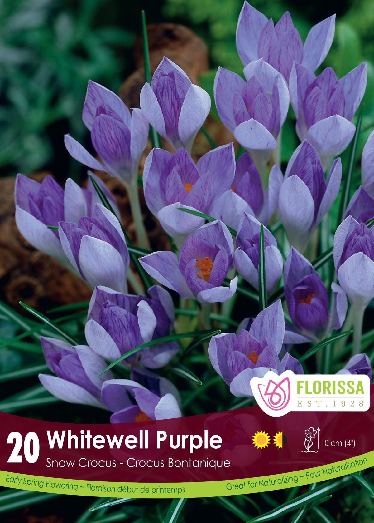 Crocus Whitewell Purple 20/Pkg