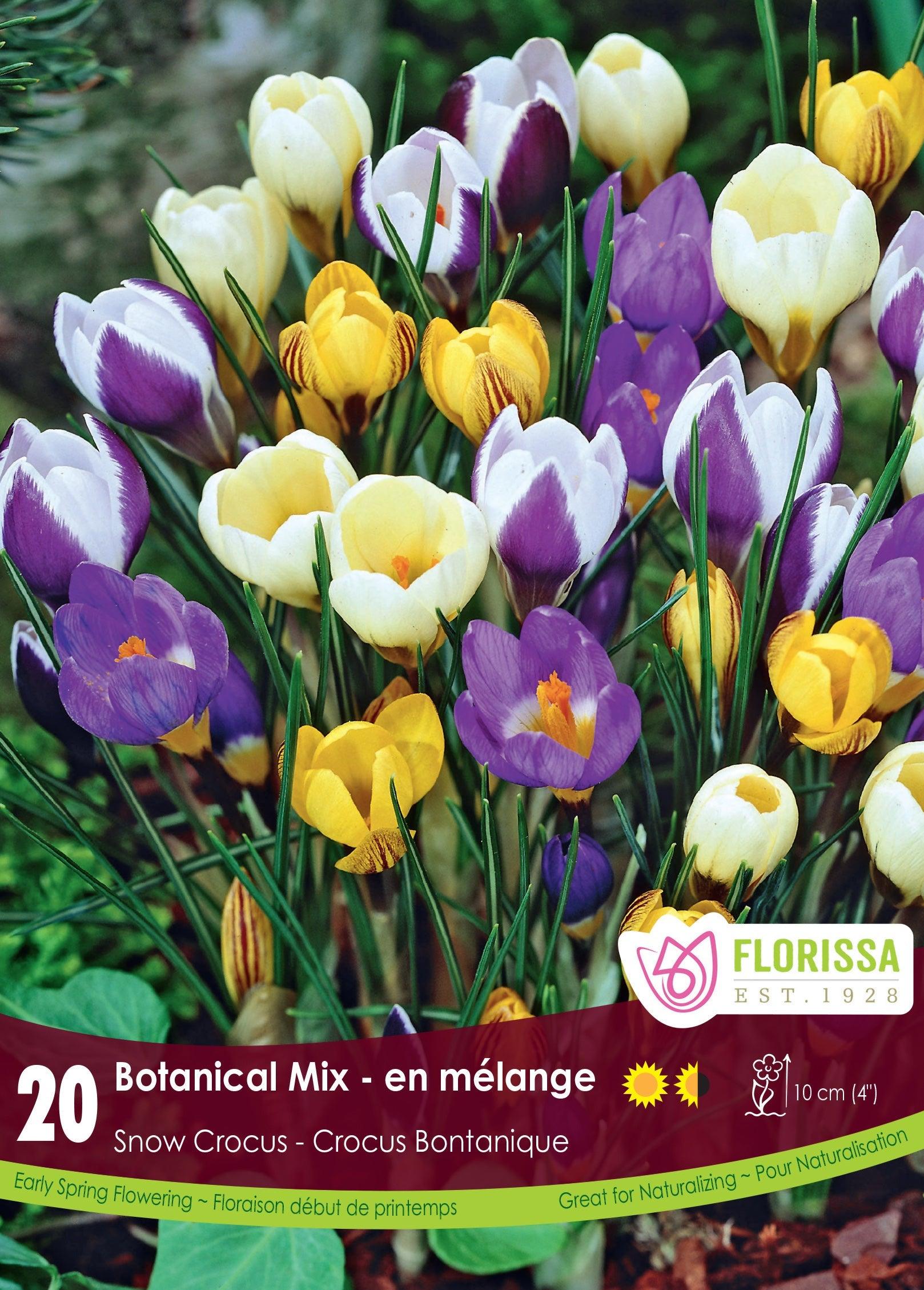 Crocus Mixed Colours 20/Pkg