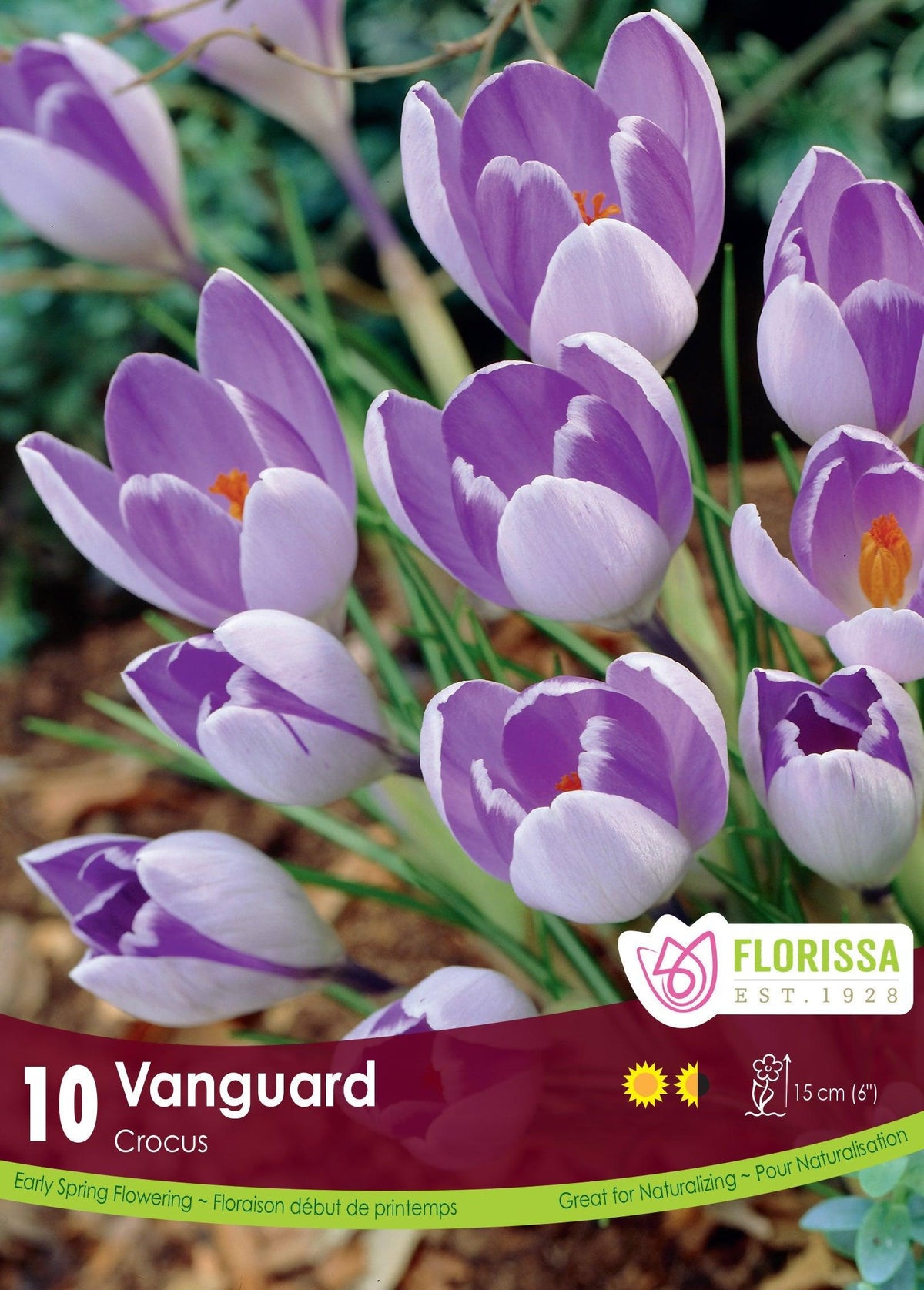 Crocus Large Flowering Vanguard 10/Pkg