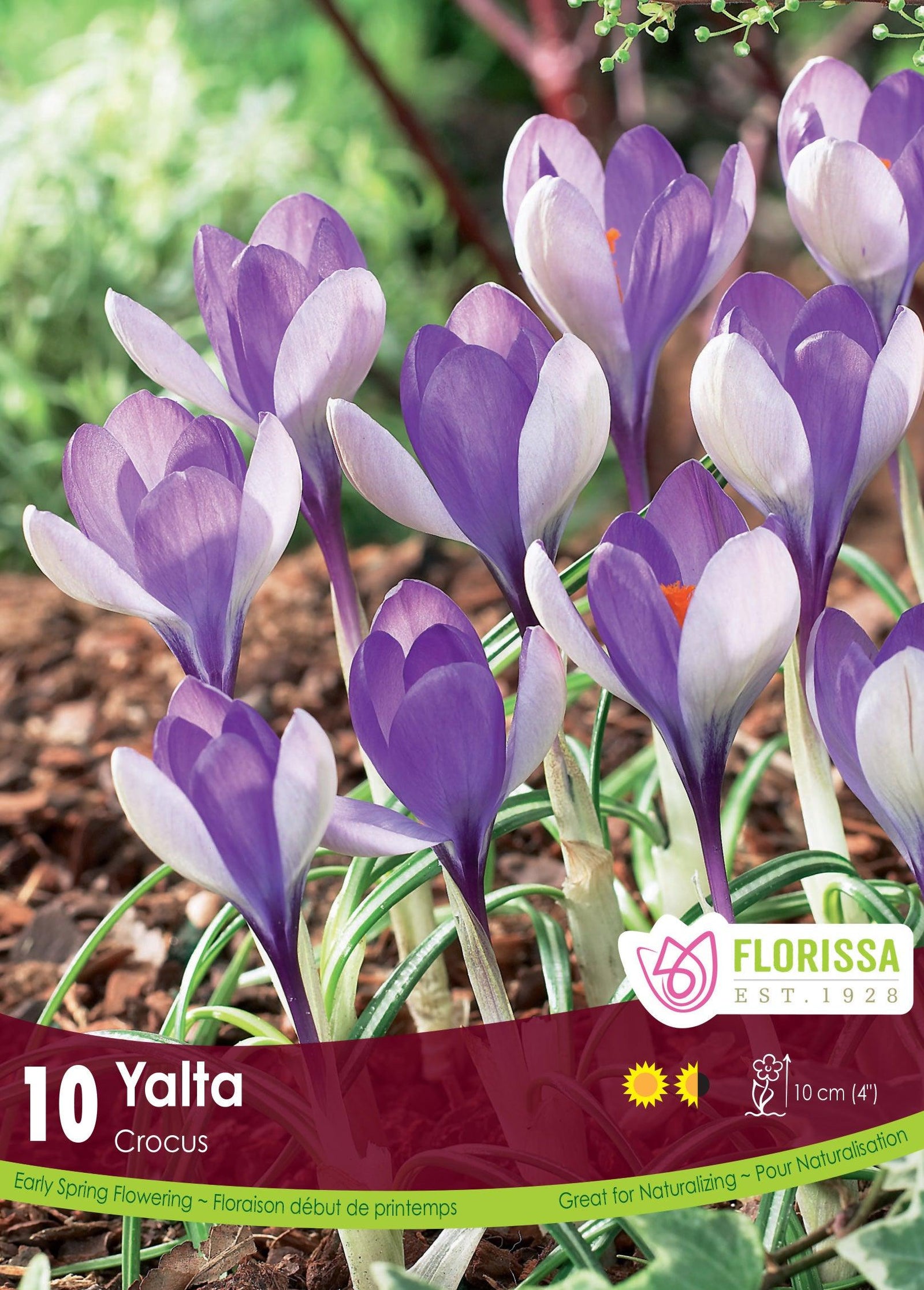 Crocus-Large Flowering Yalta