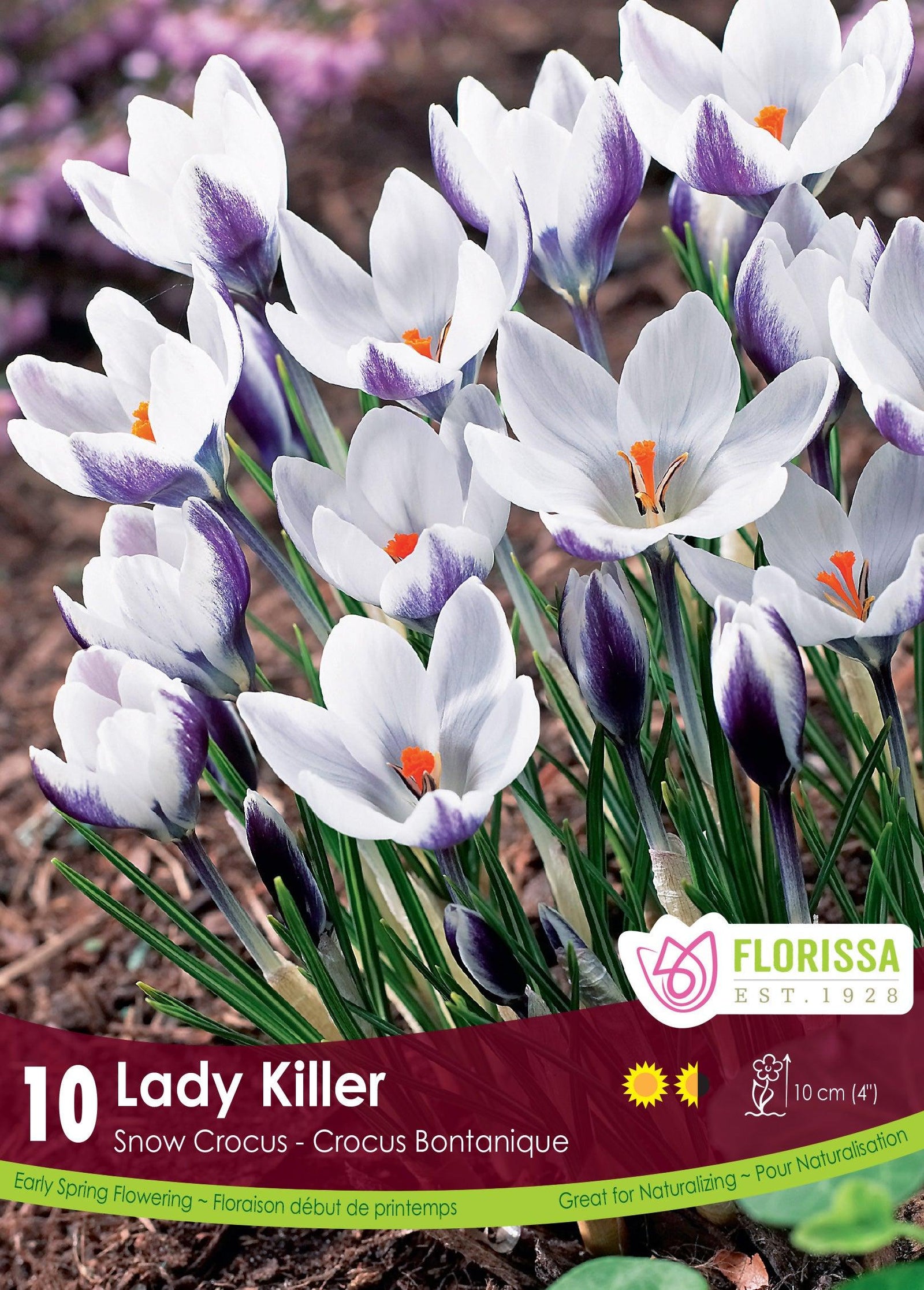 Crocus-Lady Killer