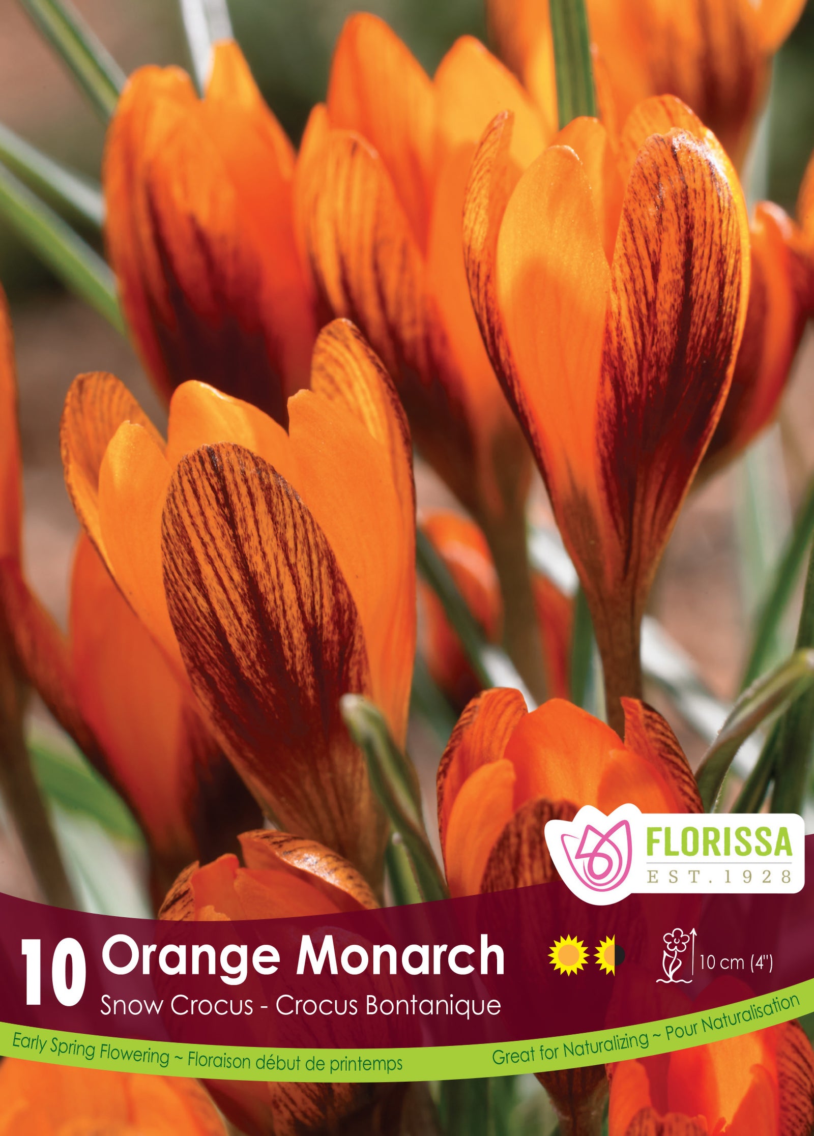 Crocus-Orange Monarch