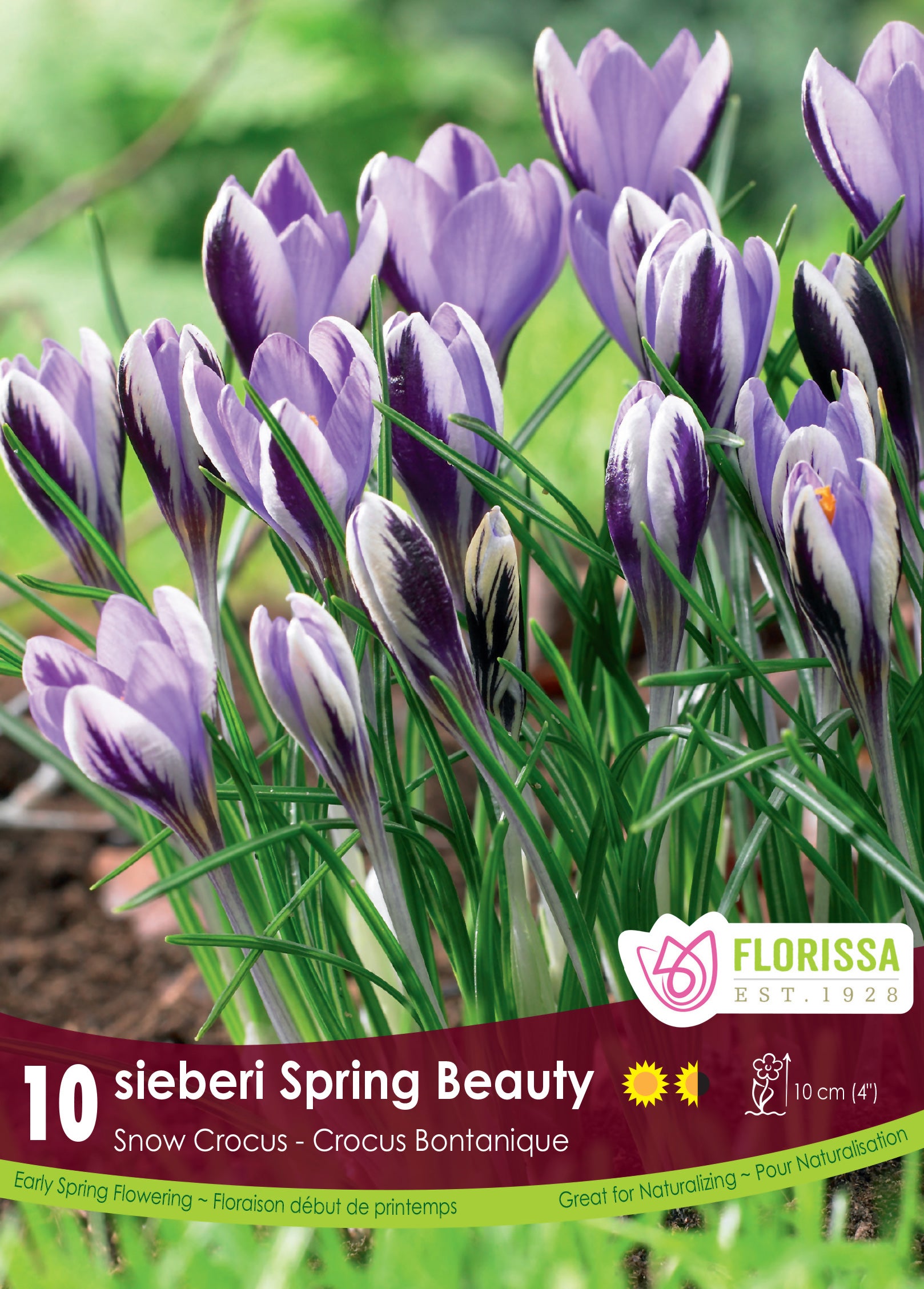 Crocus-Sieberi Spring Beauty