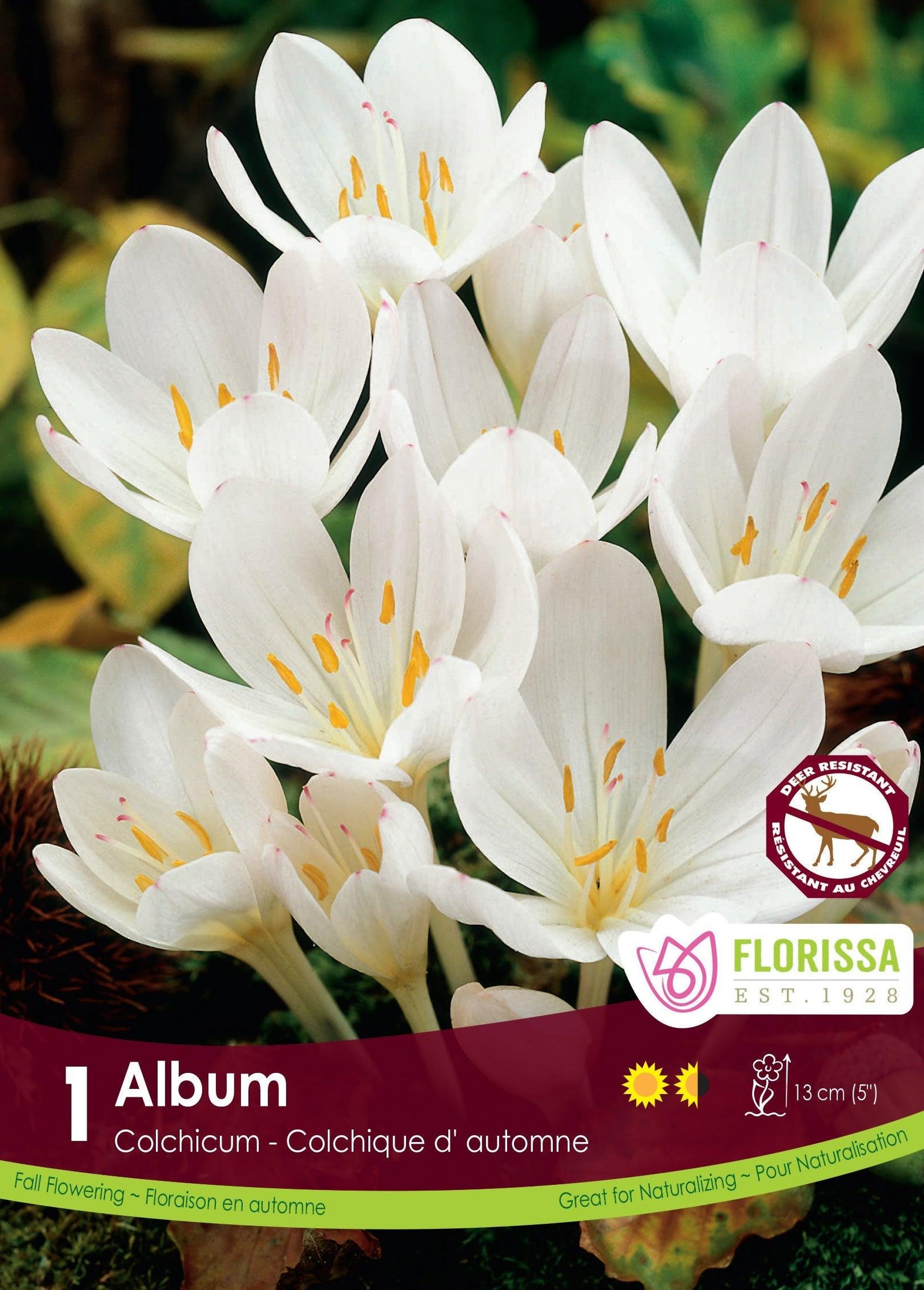 Colchicum Autumnale Album 1/Pkg