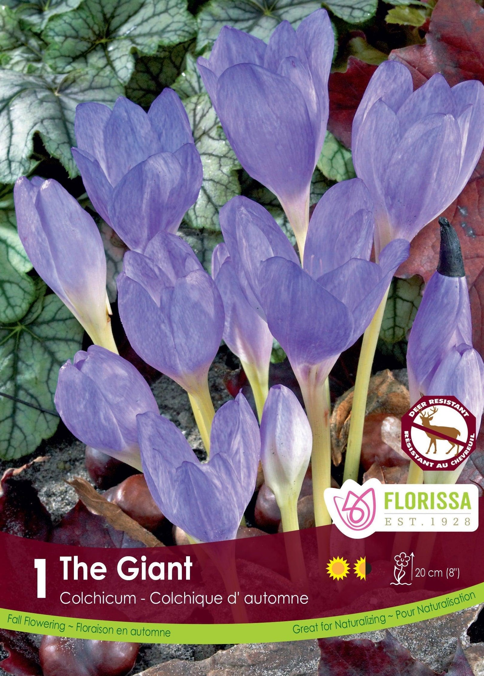 Colchicum The Giant 1/Pkg