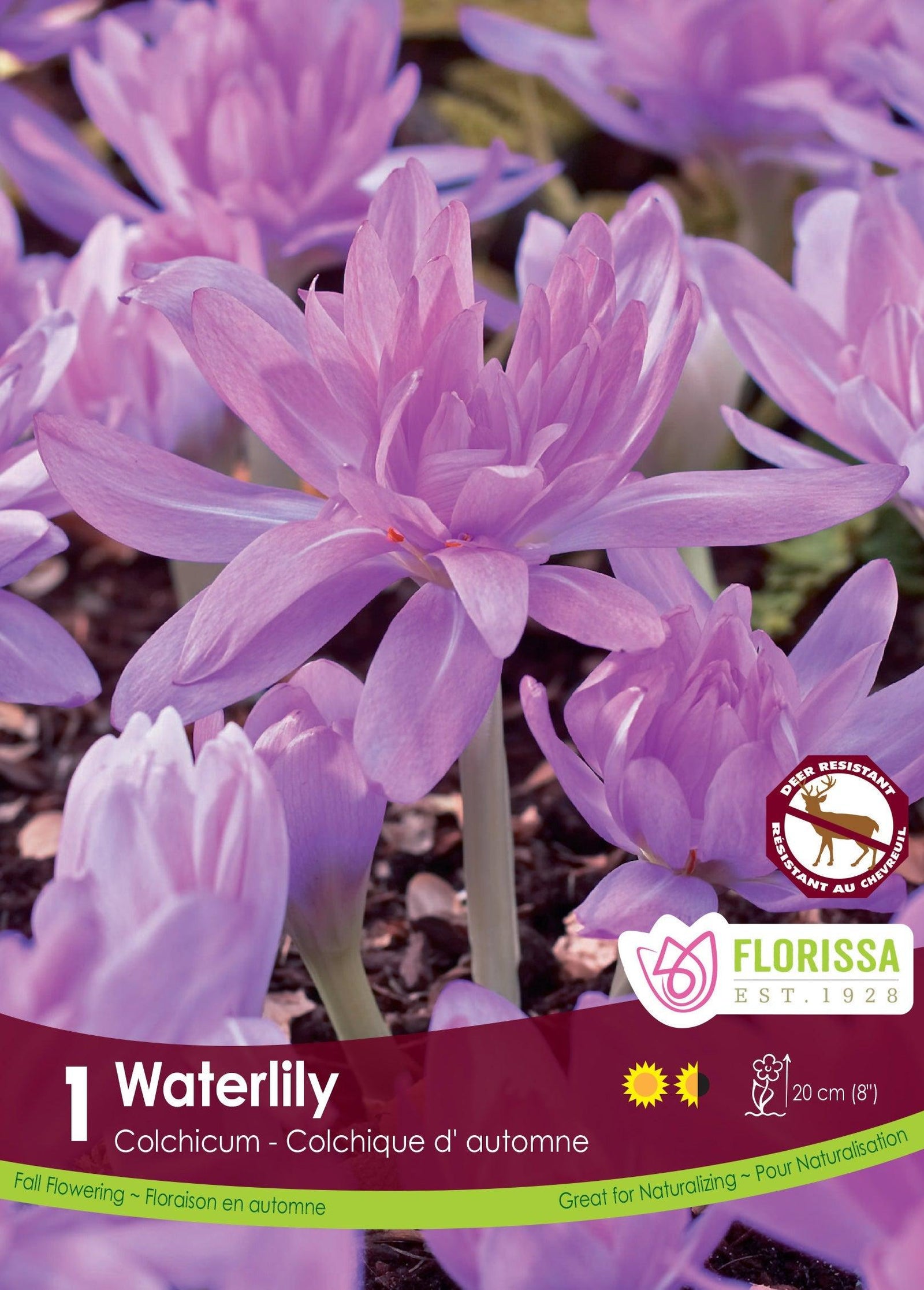 Colchicum Waterlily 1/Pkg