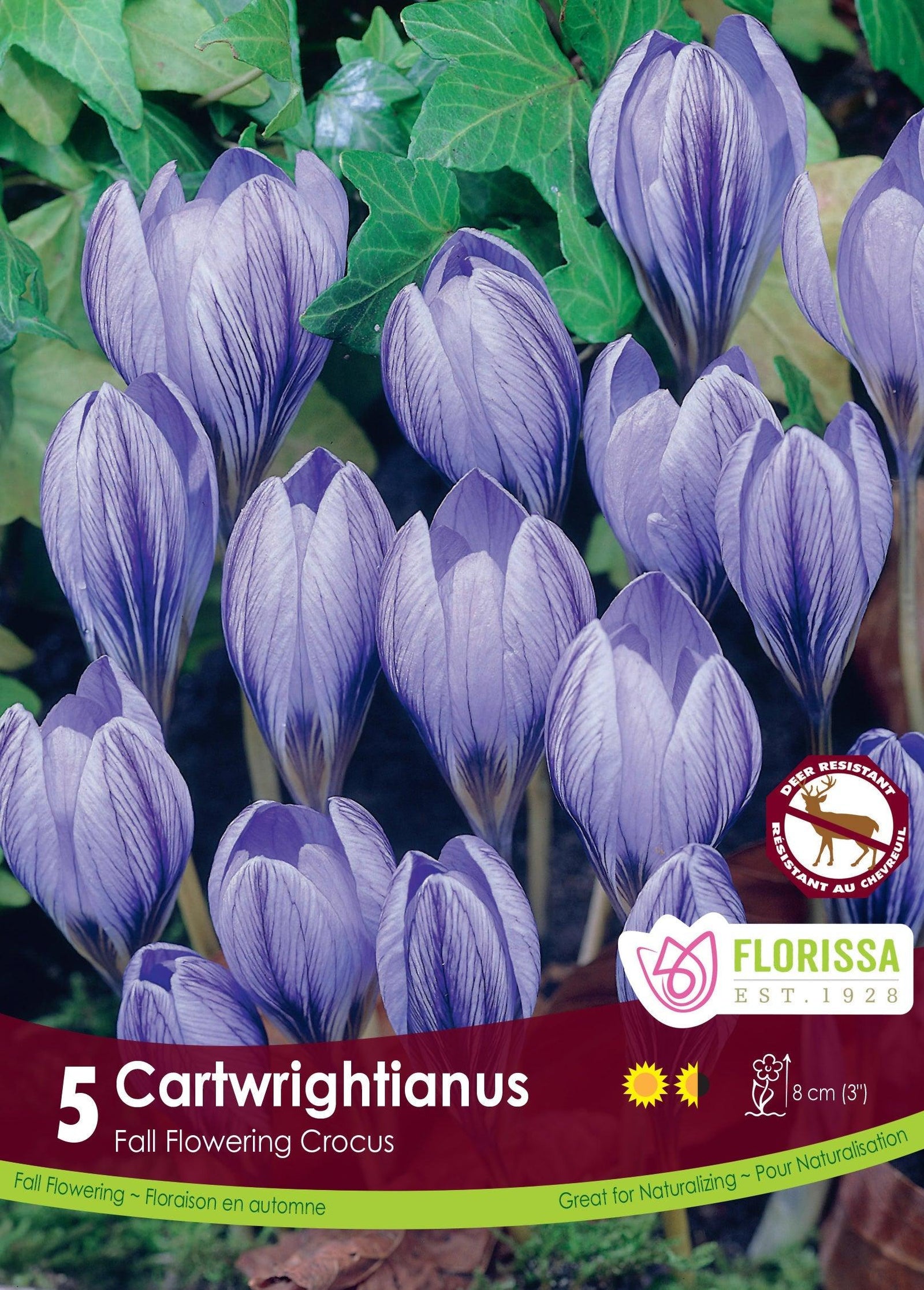 Crocus Cartwrightianus 5/Pkg