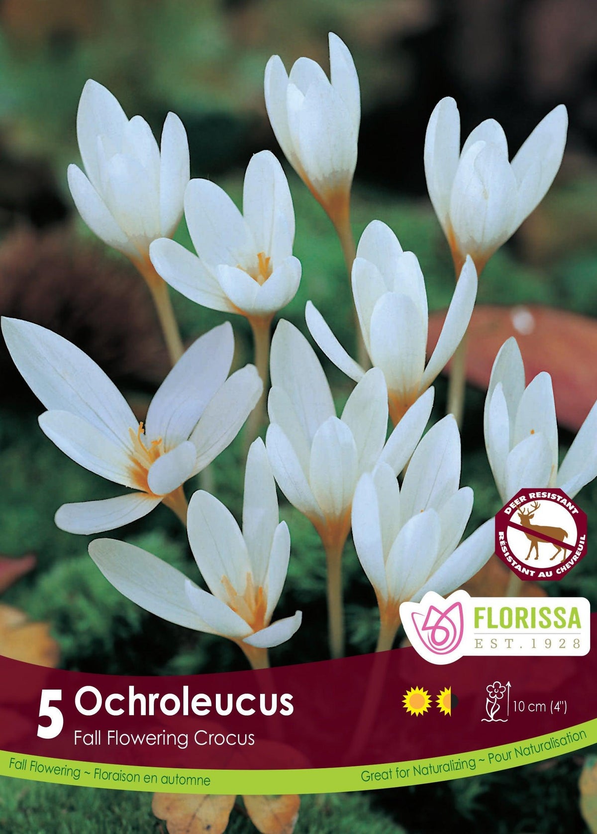 Crocus Ochroleucus 5/Pkg