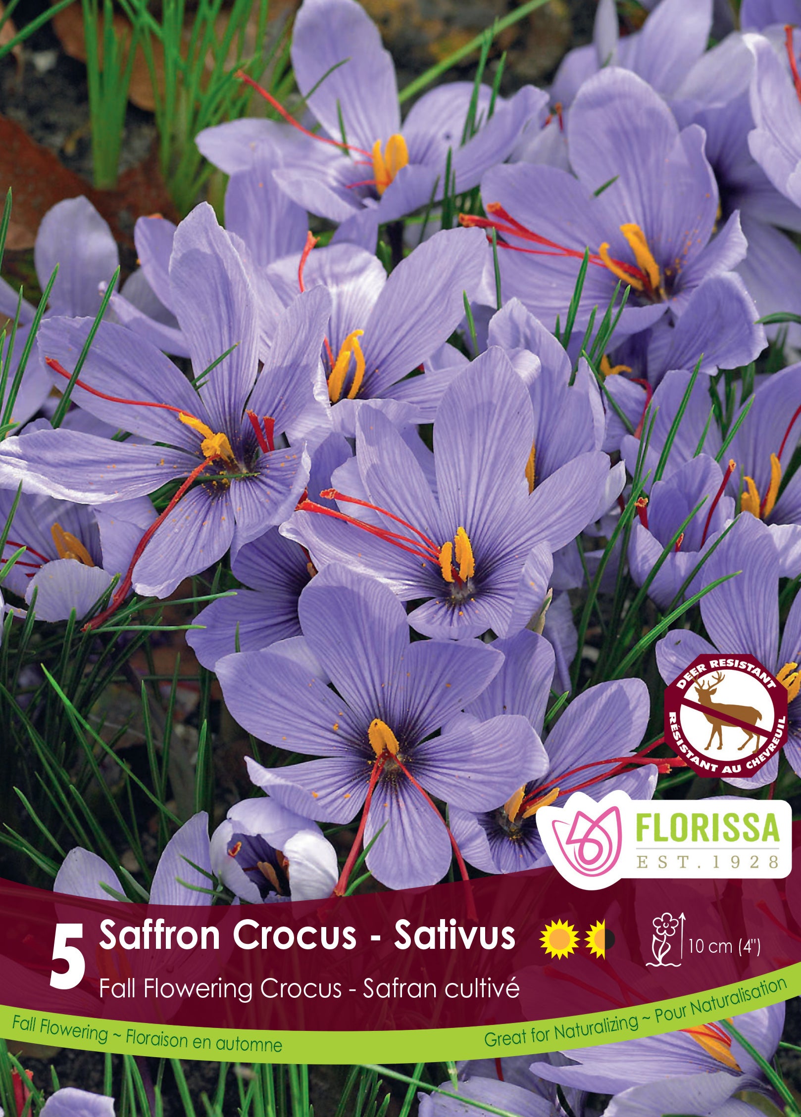 Crocus-Sativus Bulbs 5/Pkg