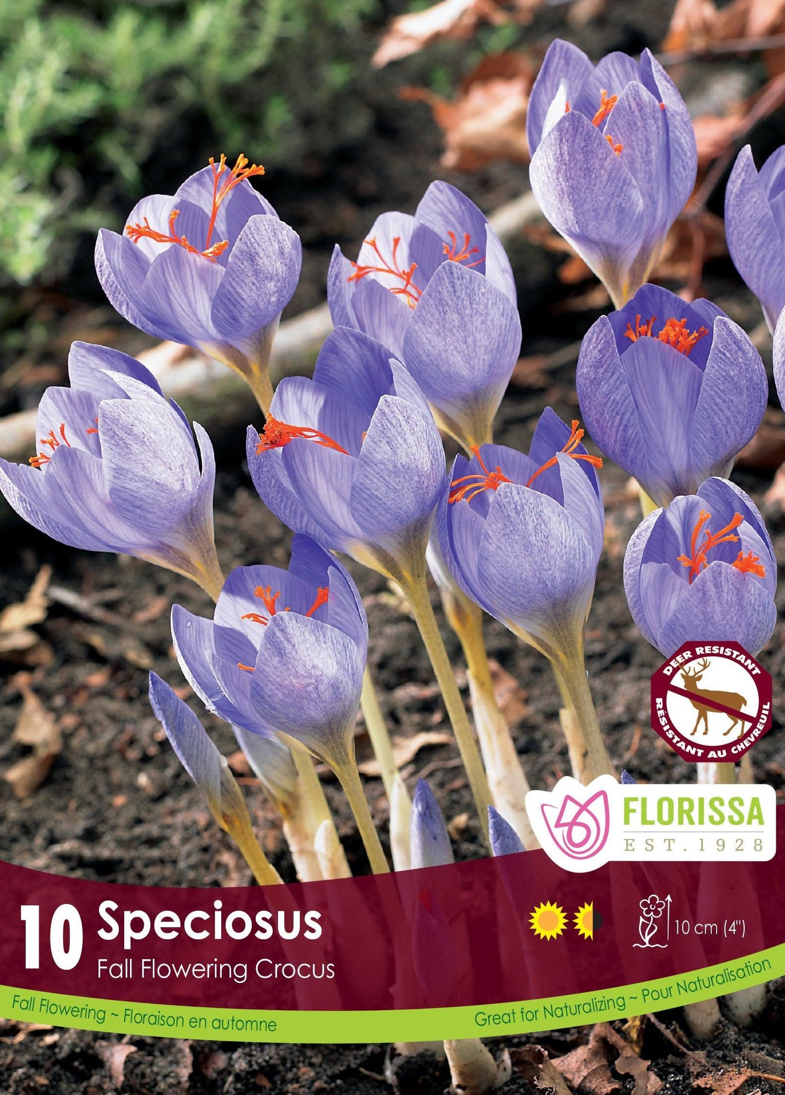 Crocus Speciosus 10/Pkg