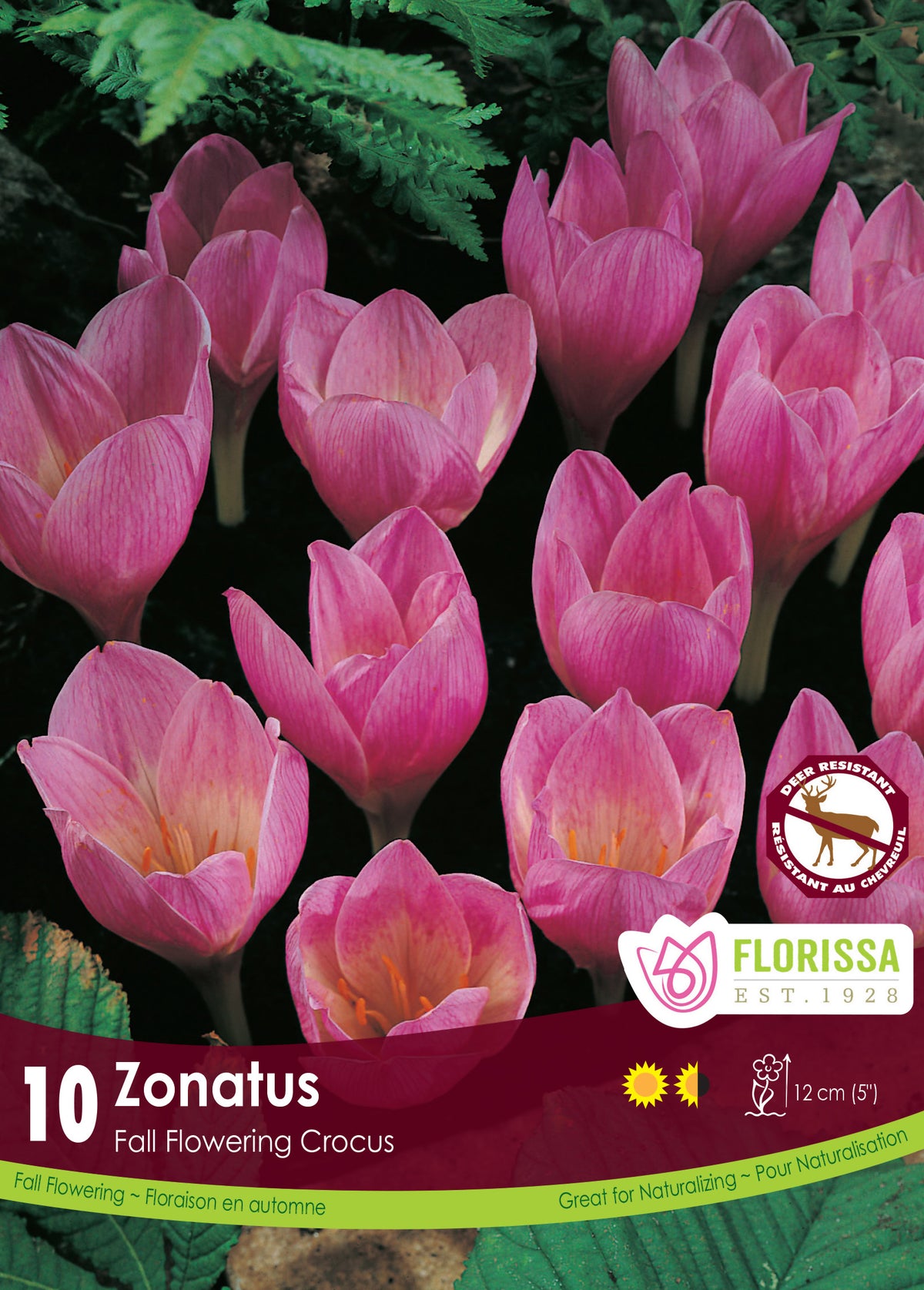Crocus Zonatus Bulbs 10/Pkg
