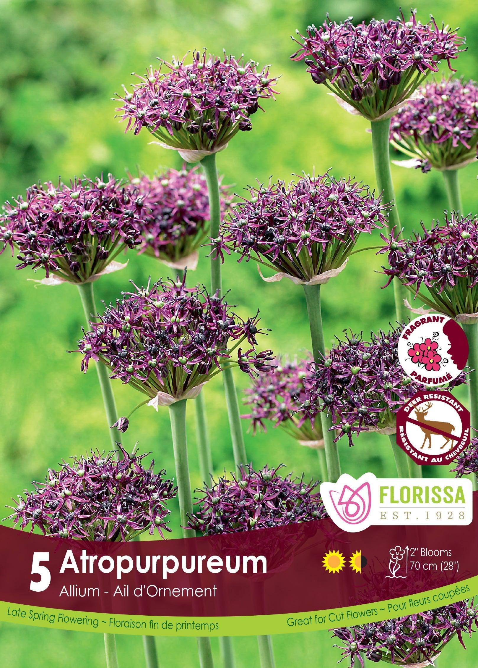 Allium Atropurpueum 5/Pkg