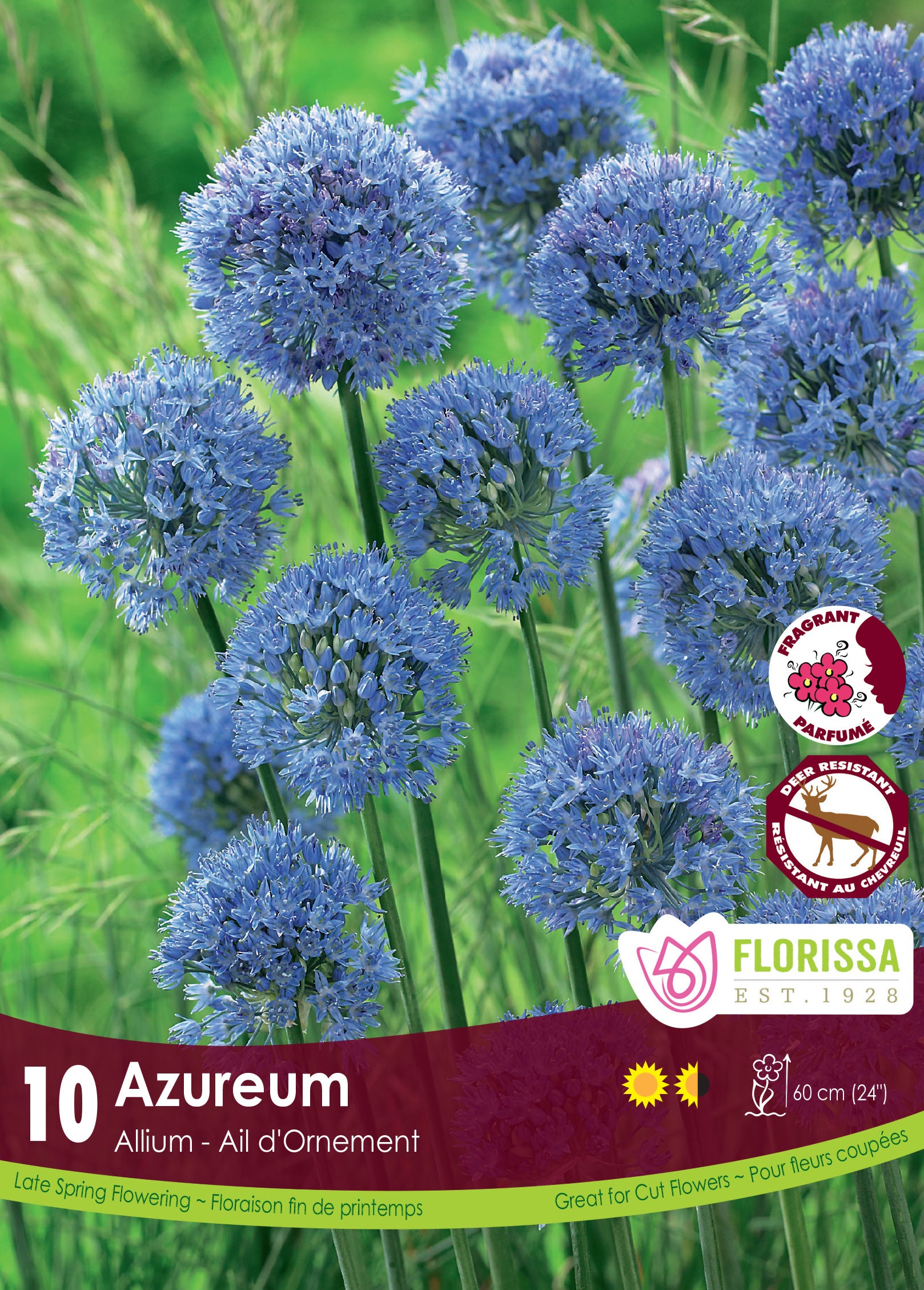 Allium-Azureum