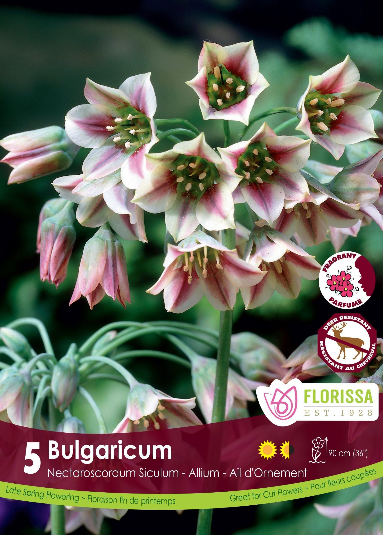 Allium Bulgaricum 5/Pkg