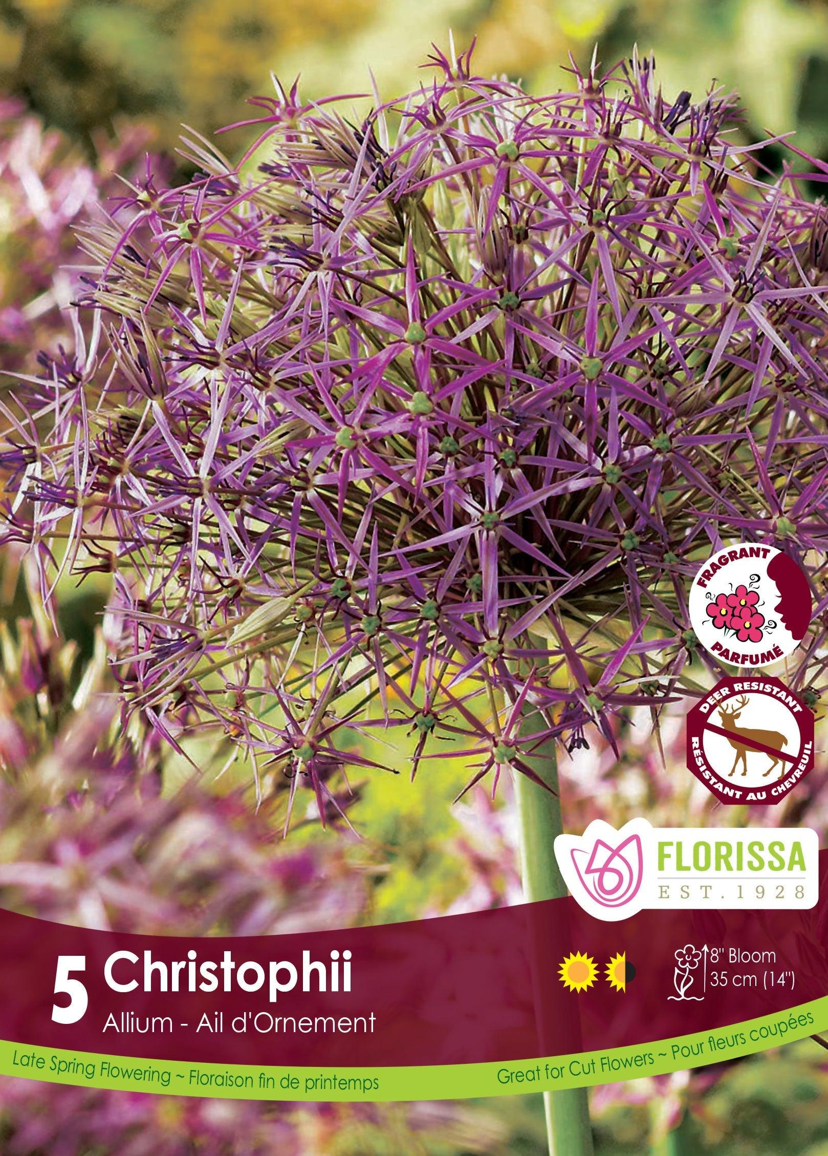Allium Christophii 5/Pkg