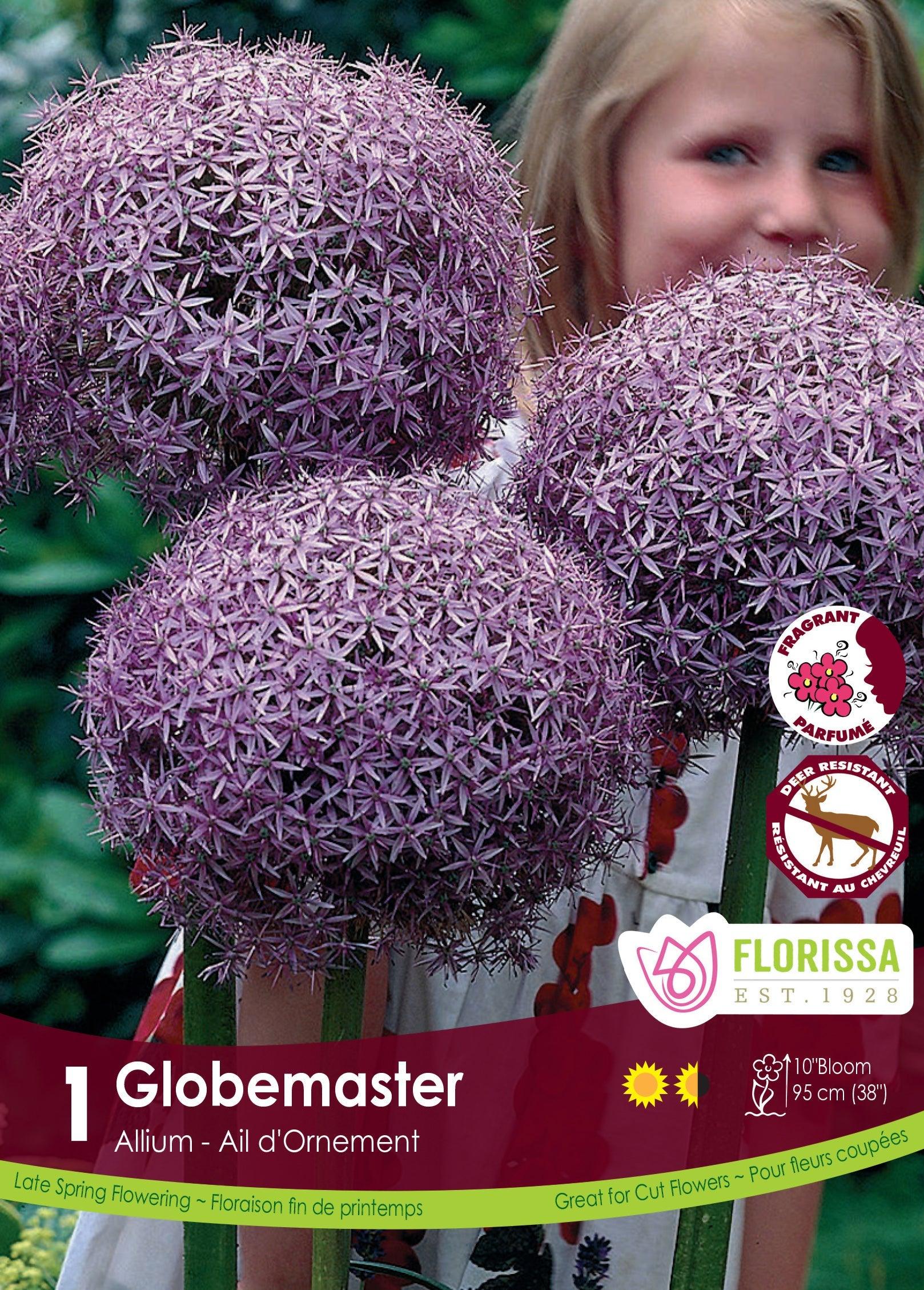 Allium Globemaster 1/Pkg
