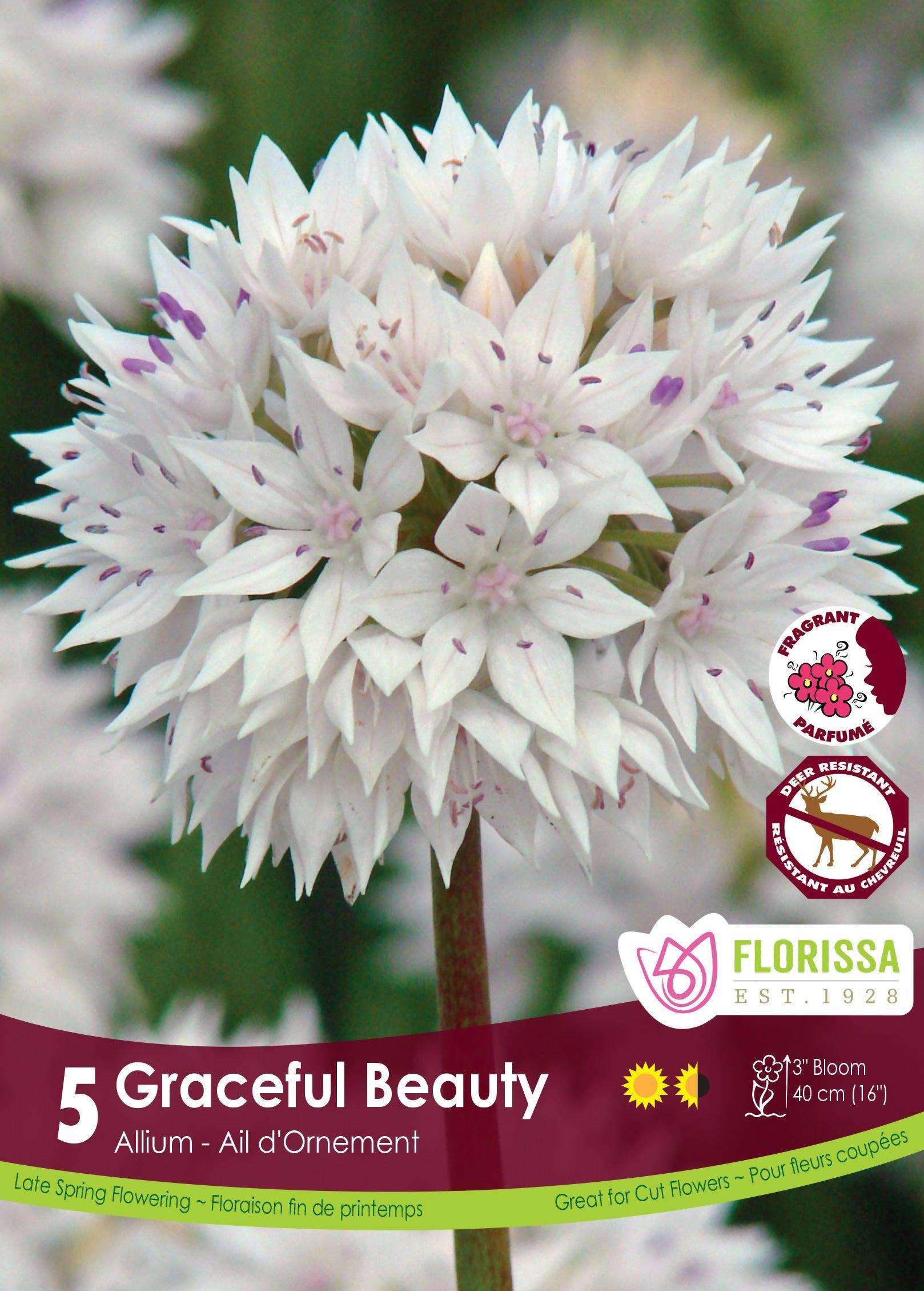 Allium Graceful Beauty 5/Pkg